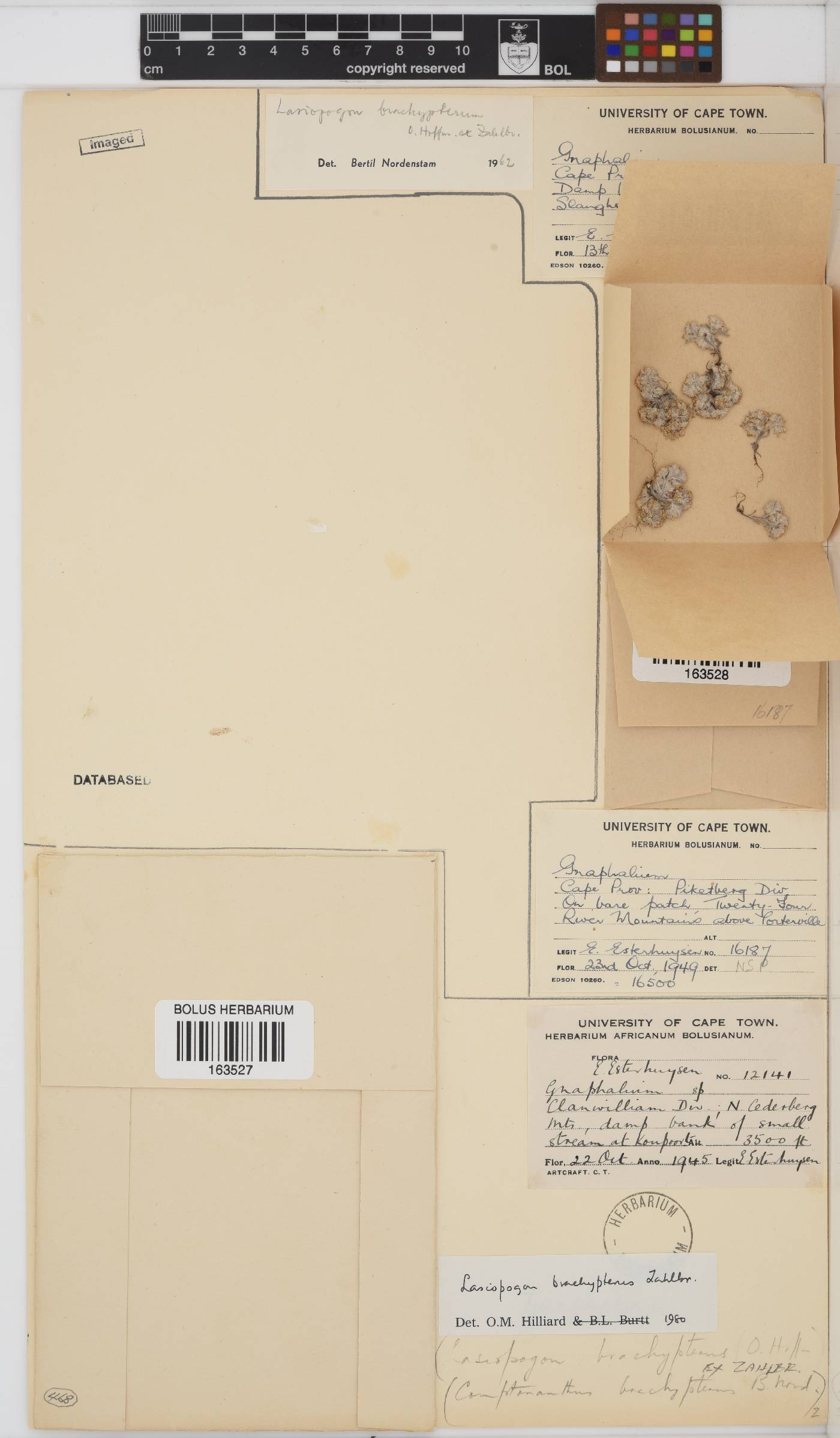 Lasiopogon brachypterus image