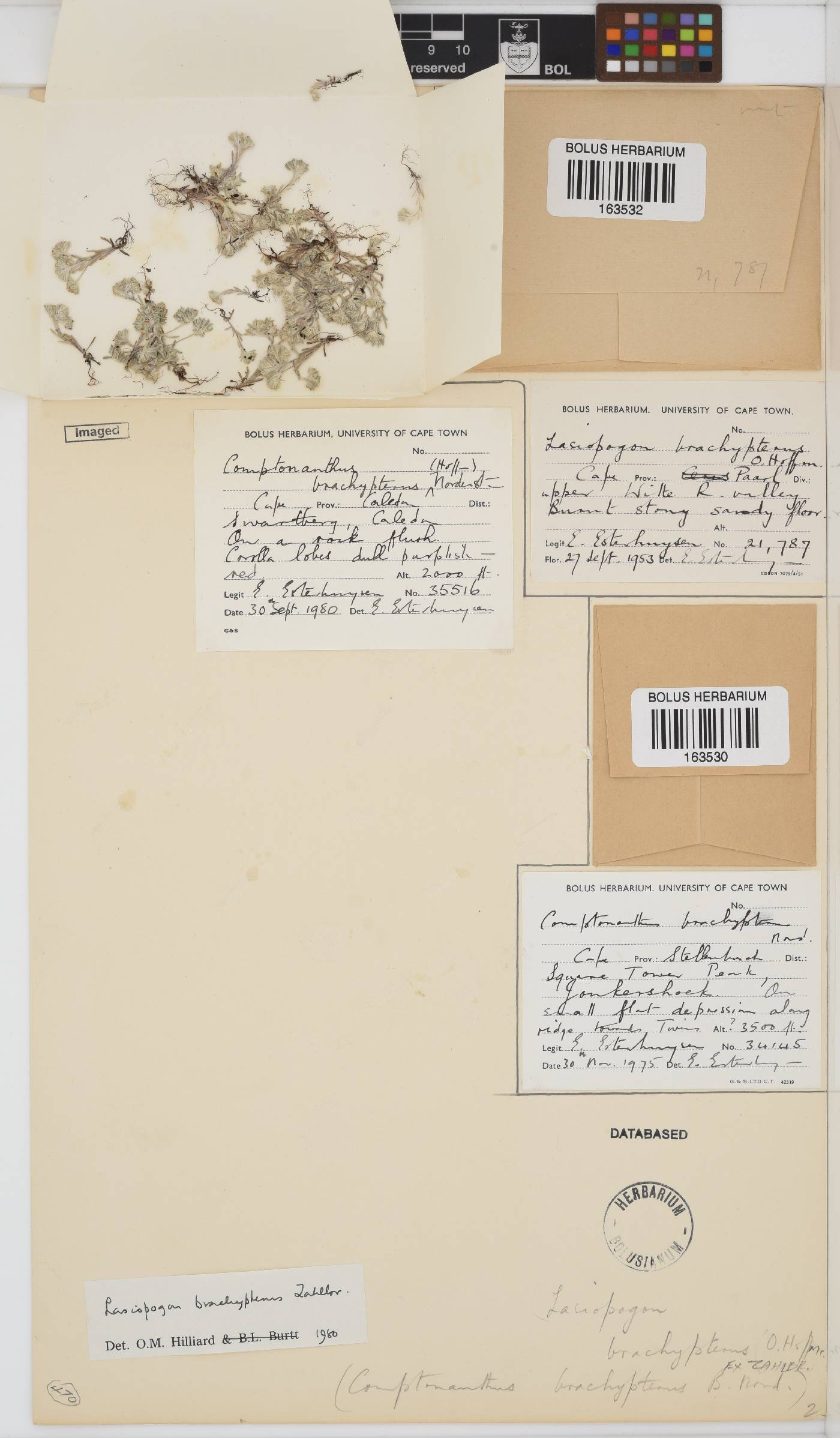 Lasiopogon image