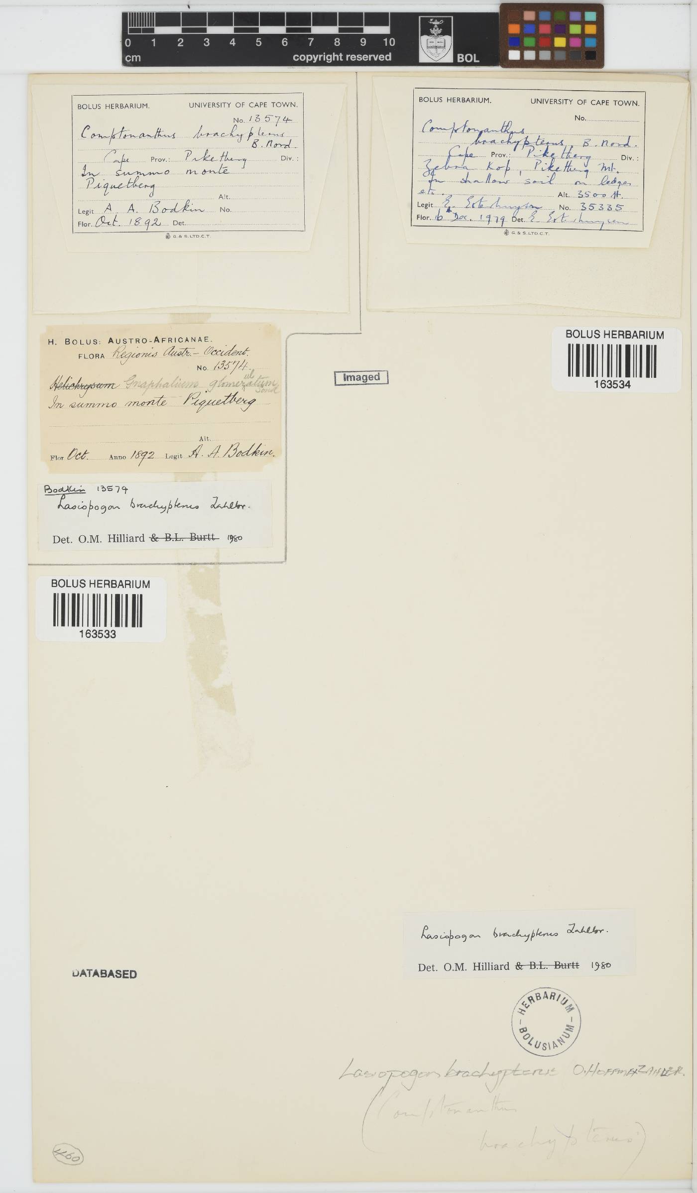 Lasiopogon brachypterus image