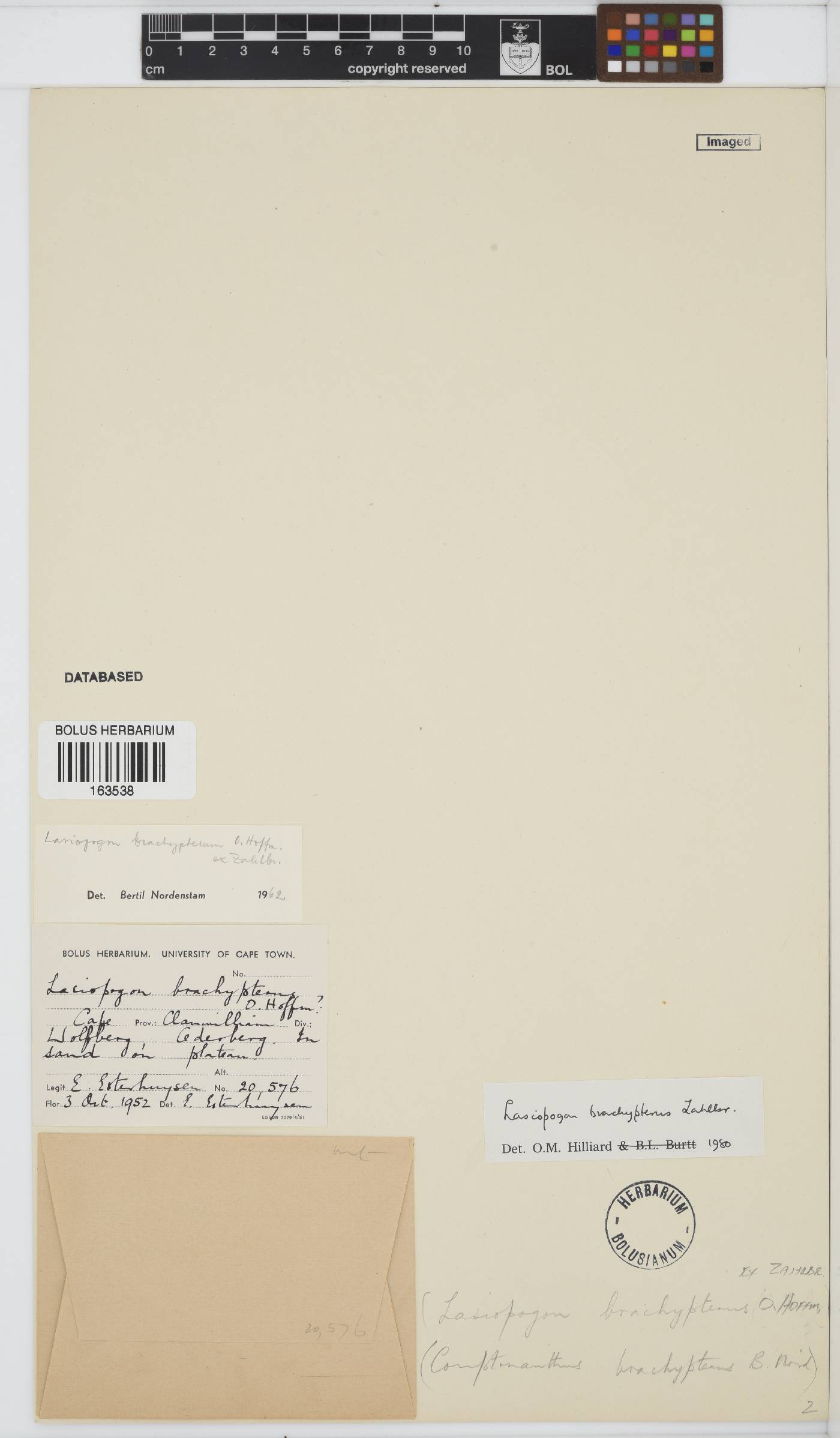 Lasiopogon brachypterus image