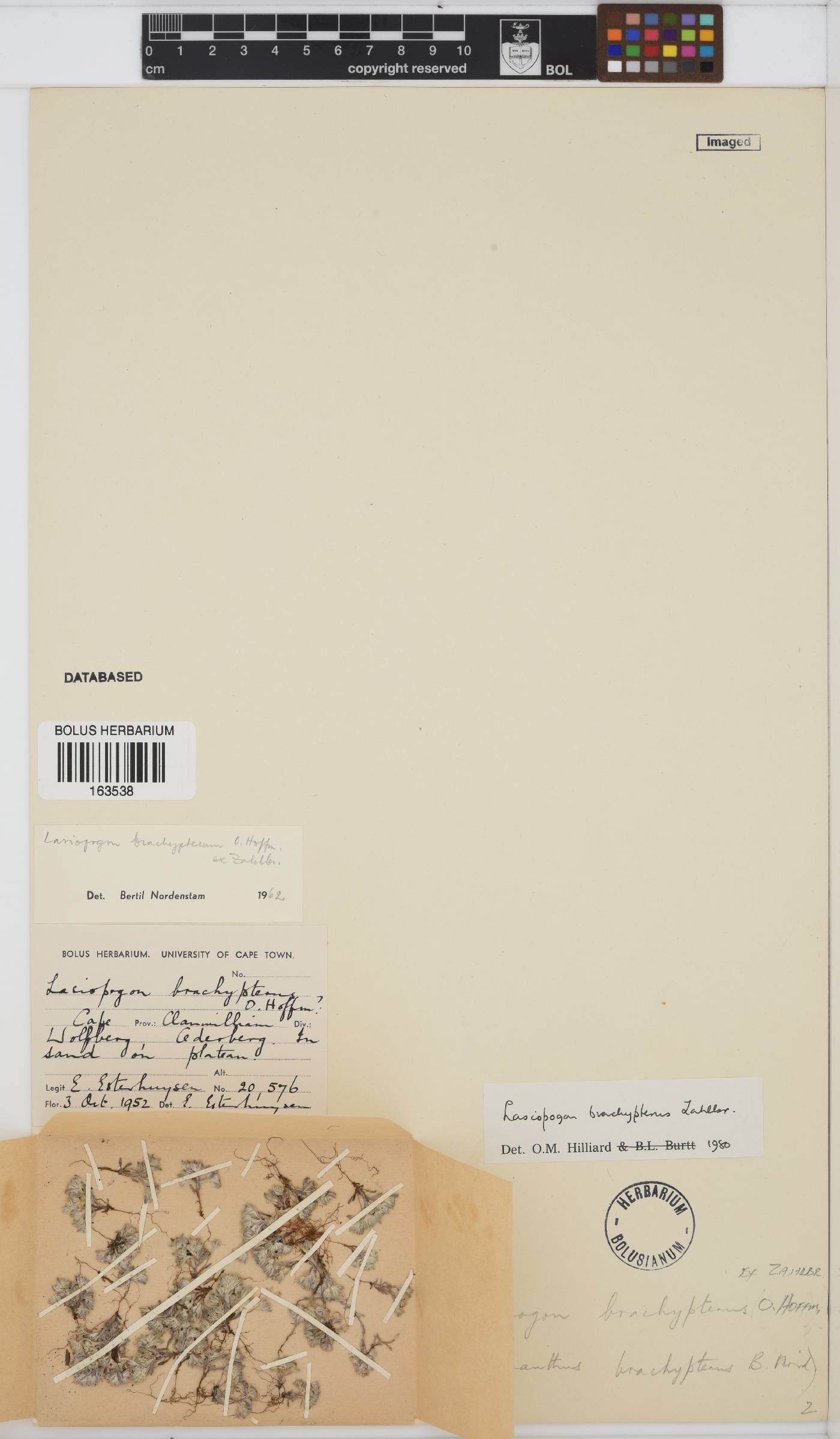 Lasiopogon brachypterus image