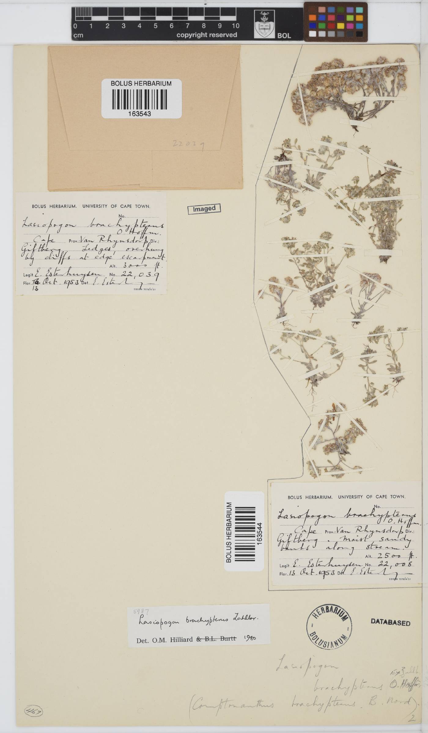 Lasiopogon brachypterus image