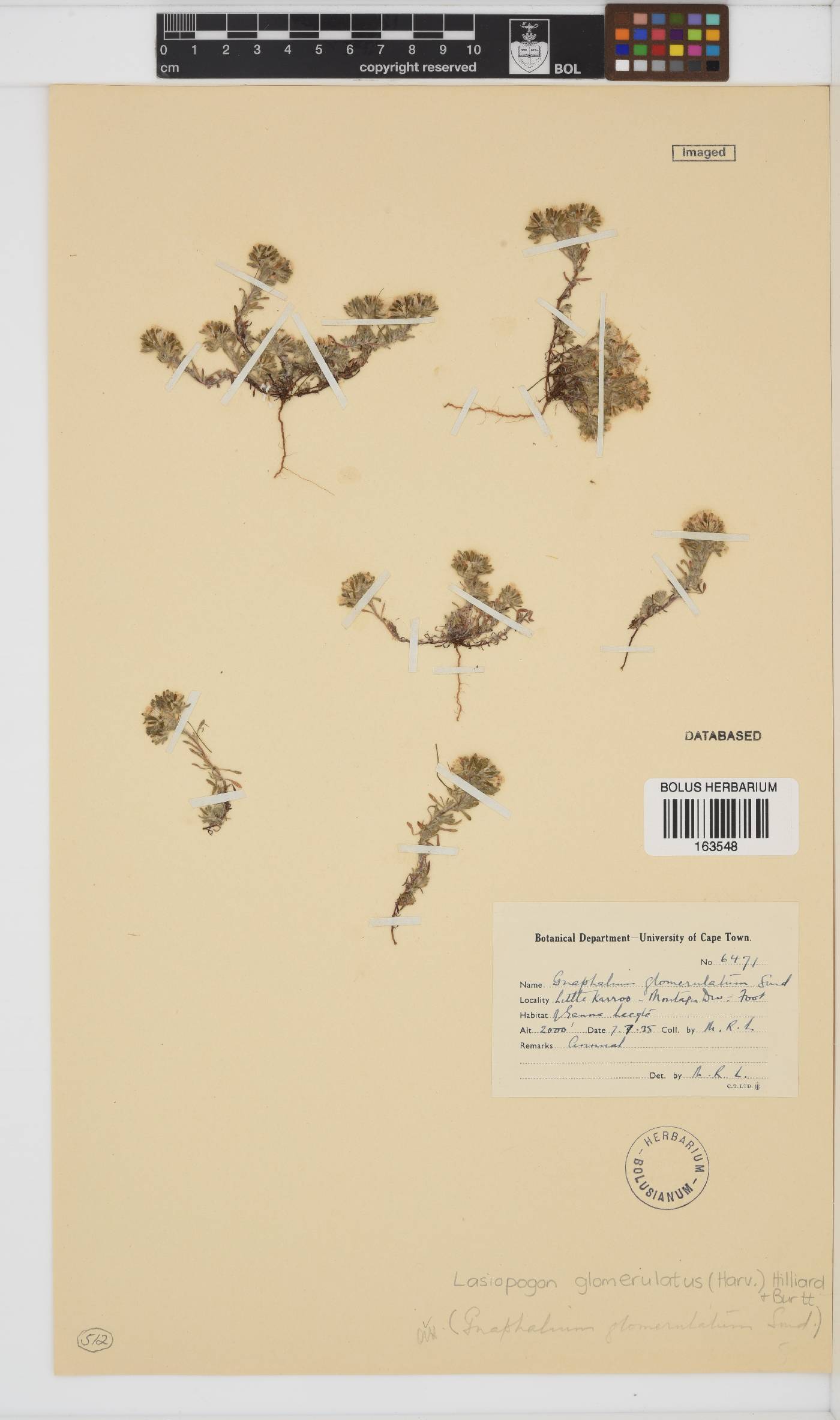 Lasiopogon image