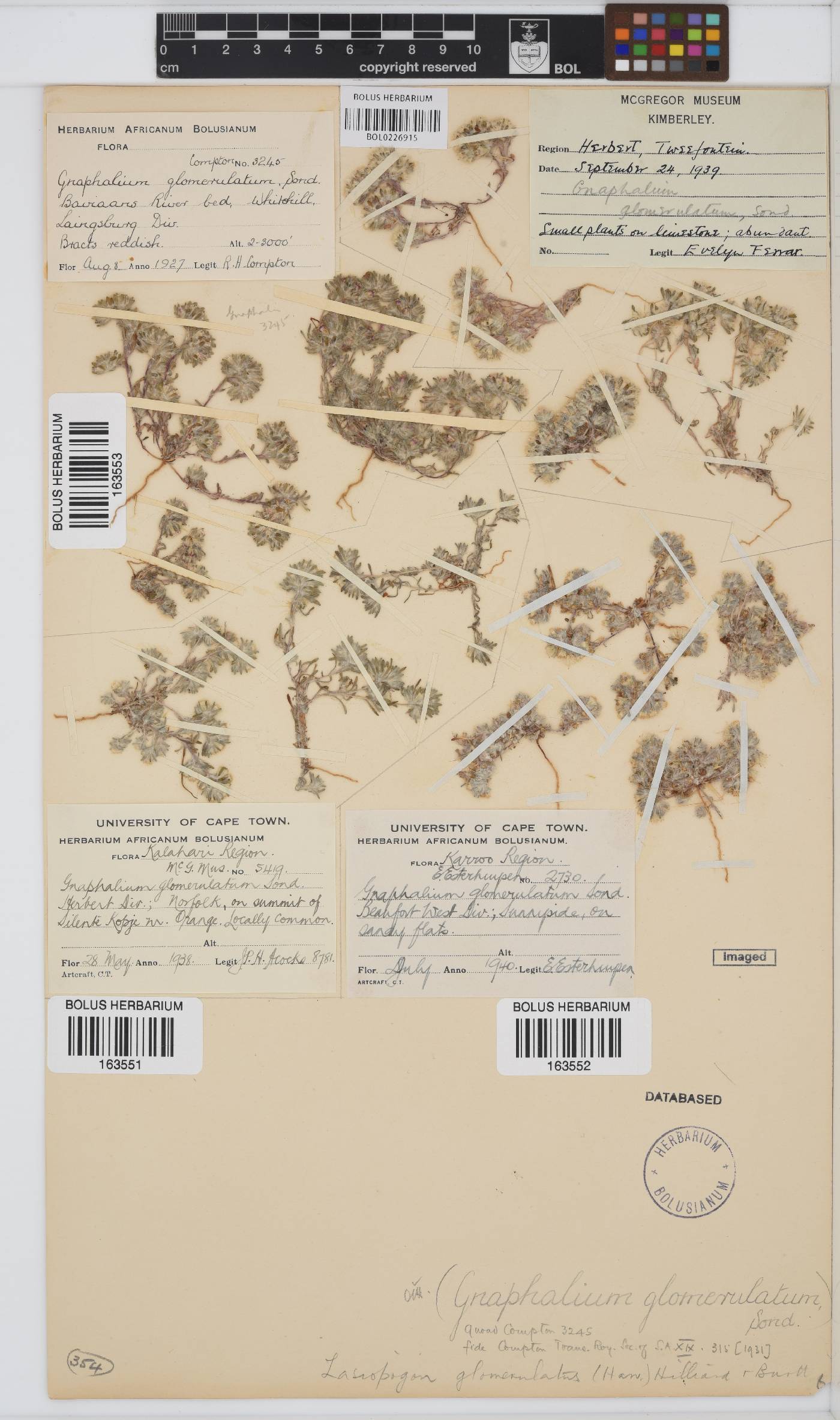 Lasiopogon image