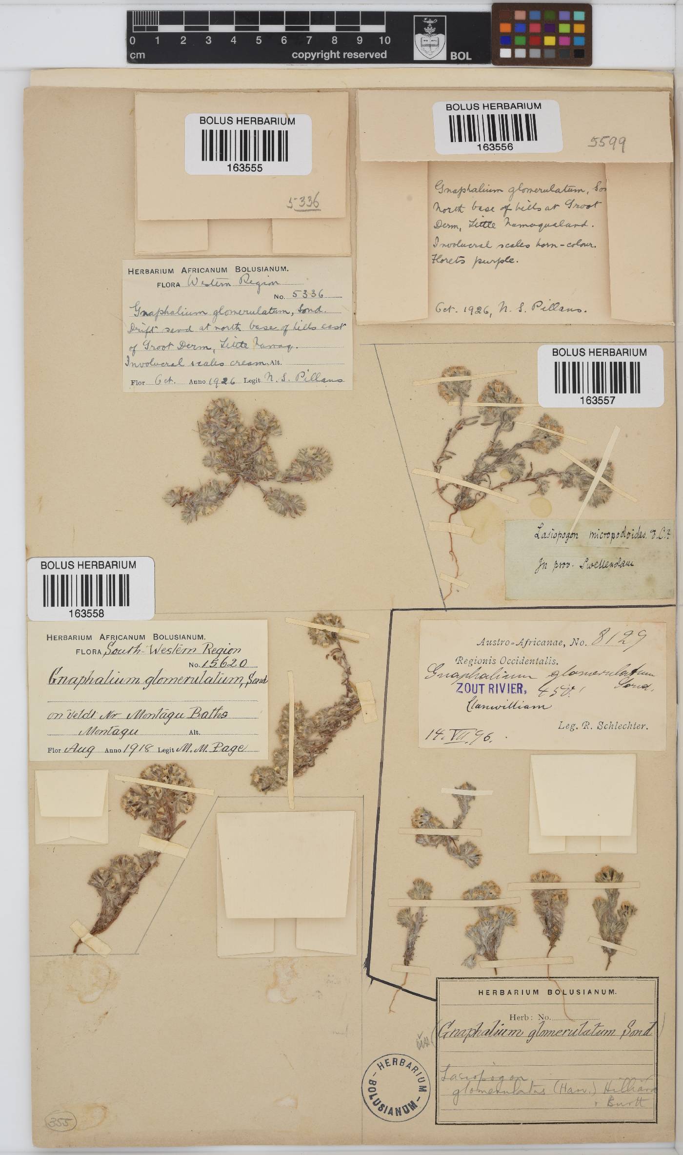 Lasiopogon image