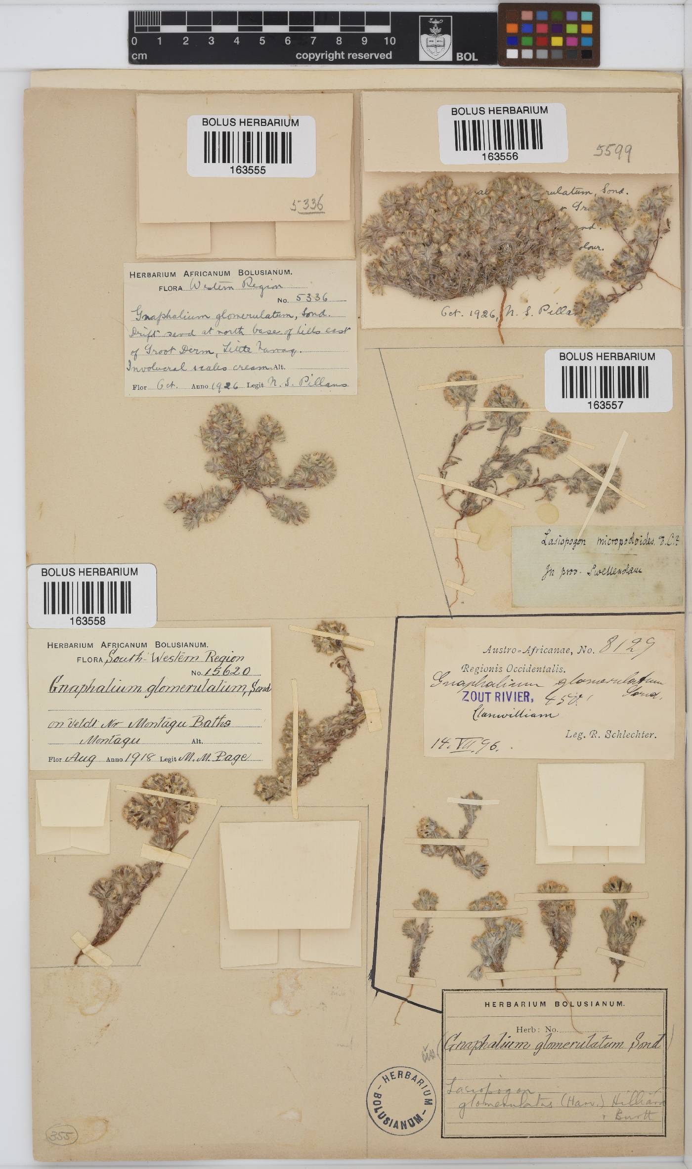 Lasiopogon glomerulatus image