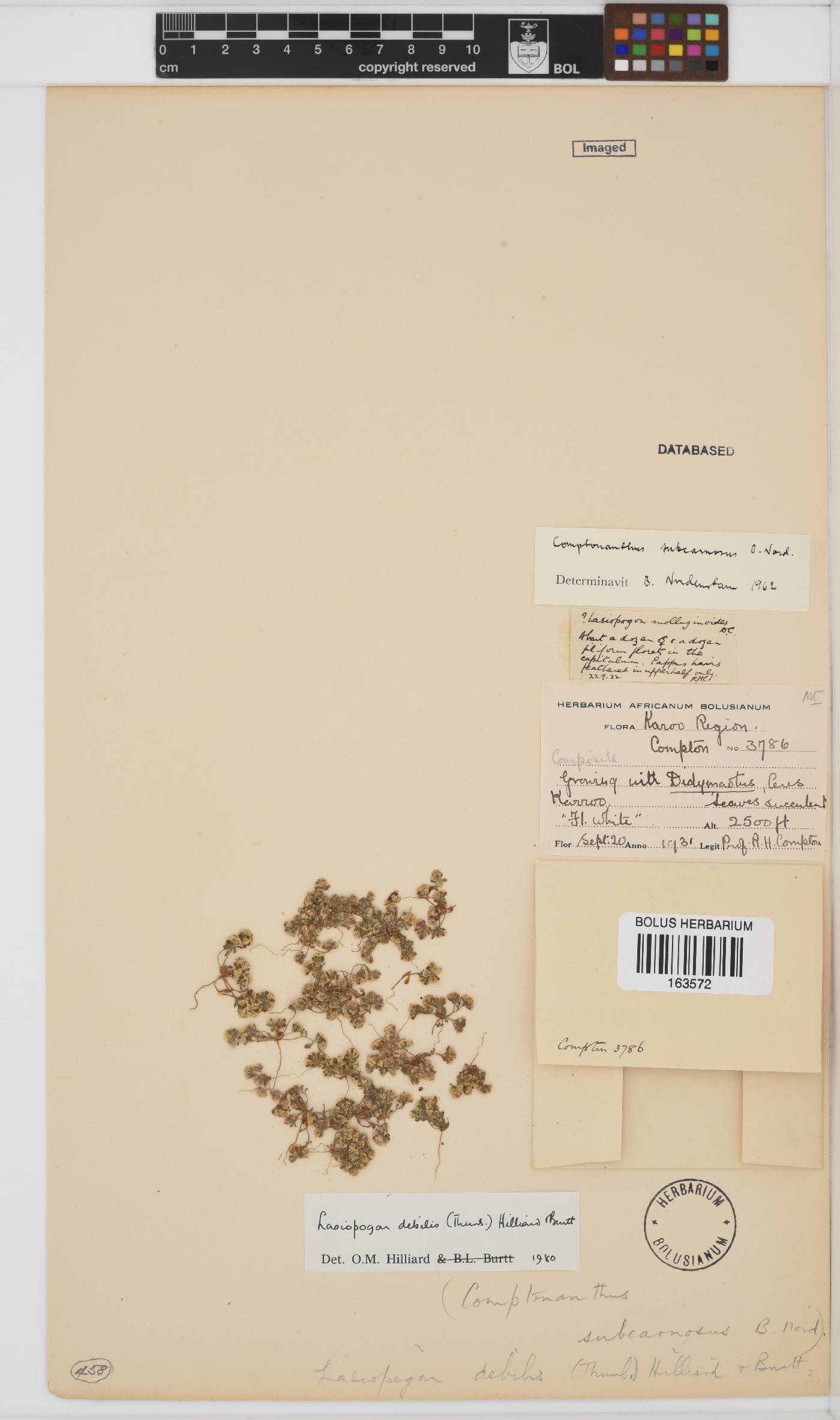Lasiopogon debilis image