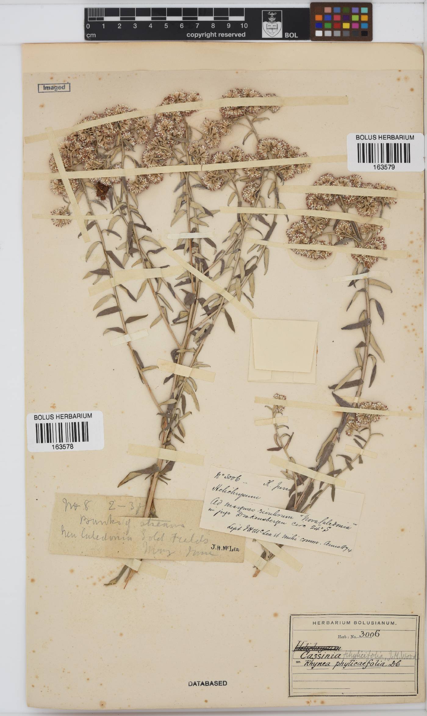 Tenrhynea phylicifolia image