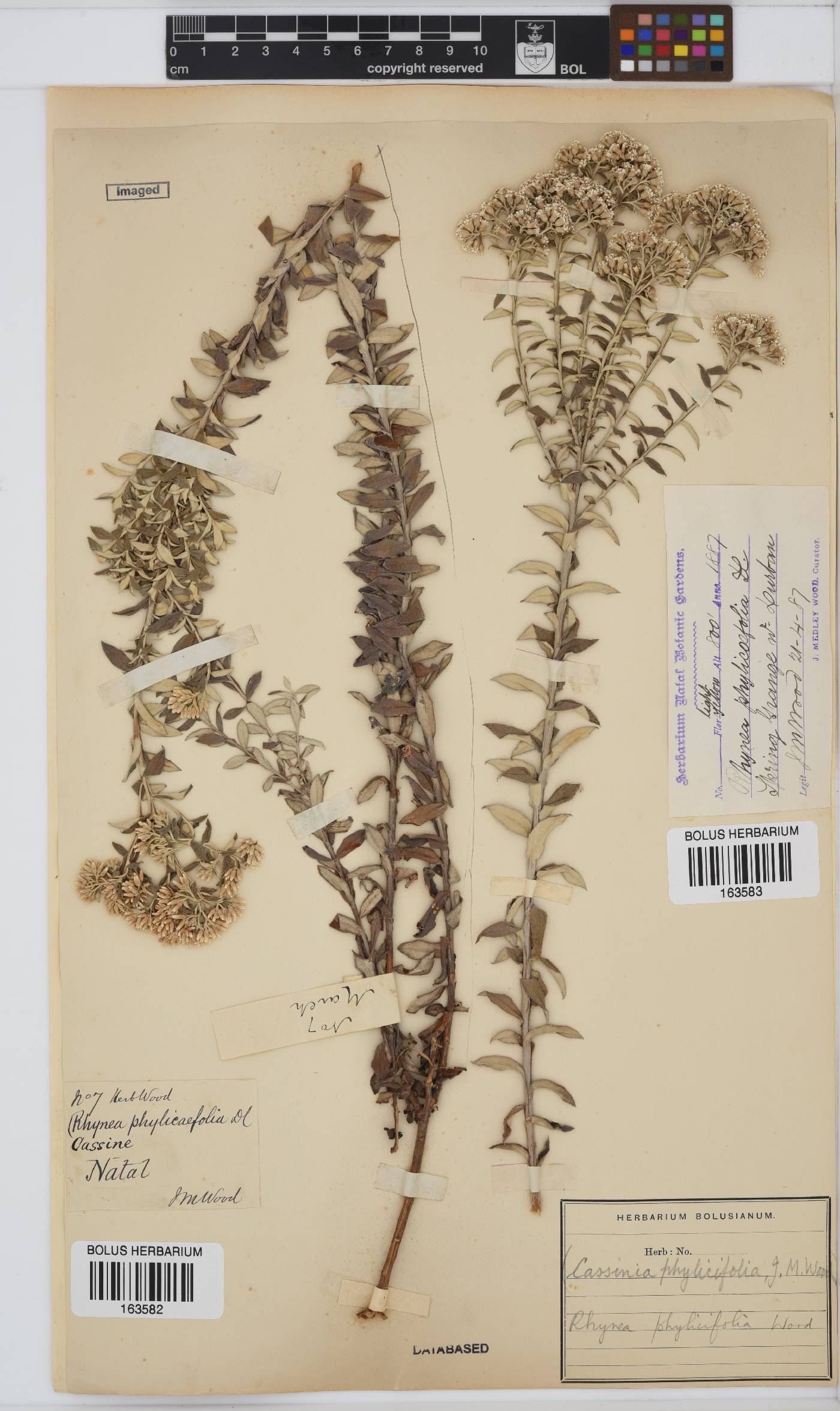 Tenrhynea phylicifolia image