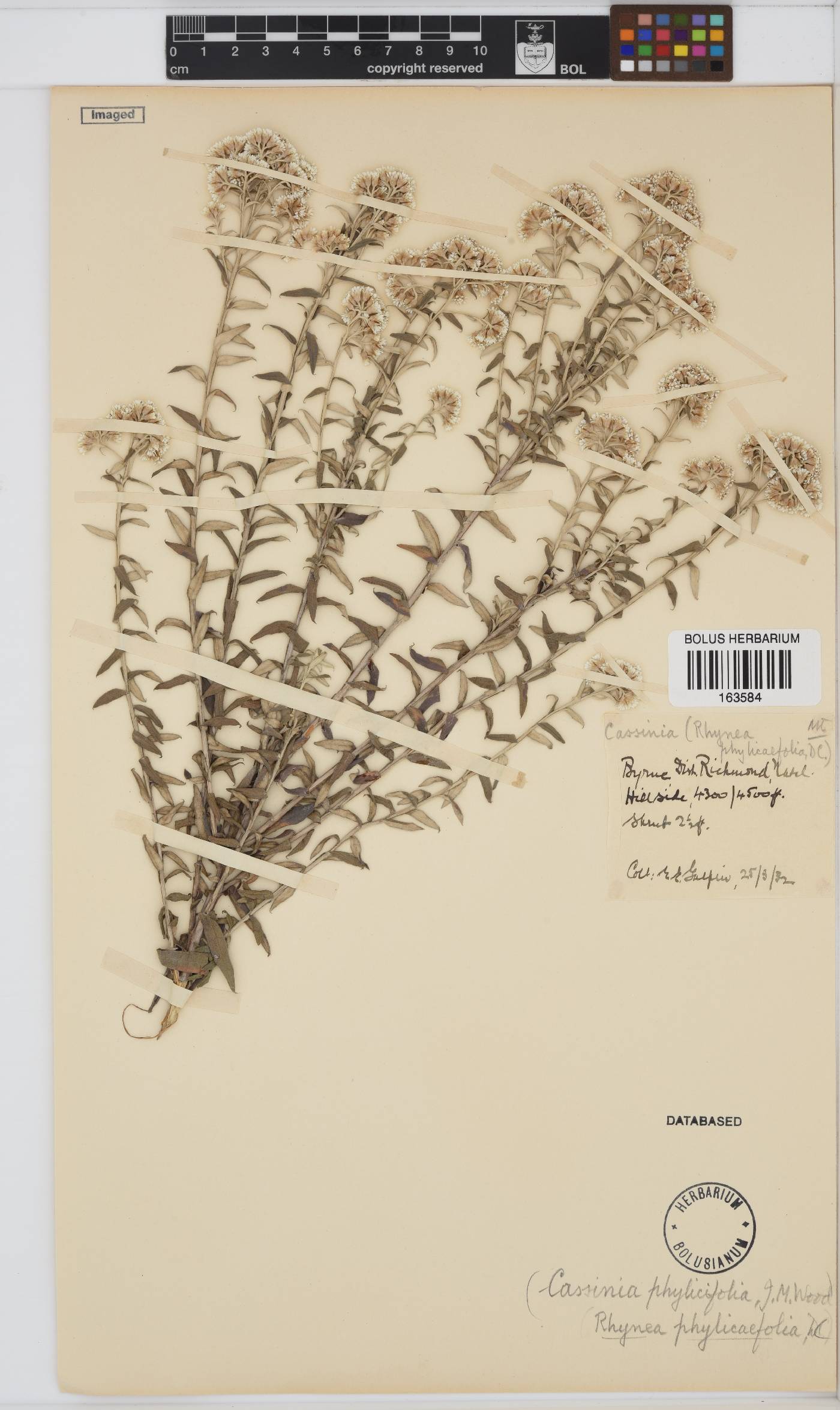 Tenrhynea phylicifolia image