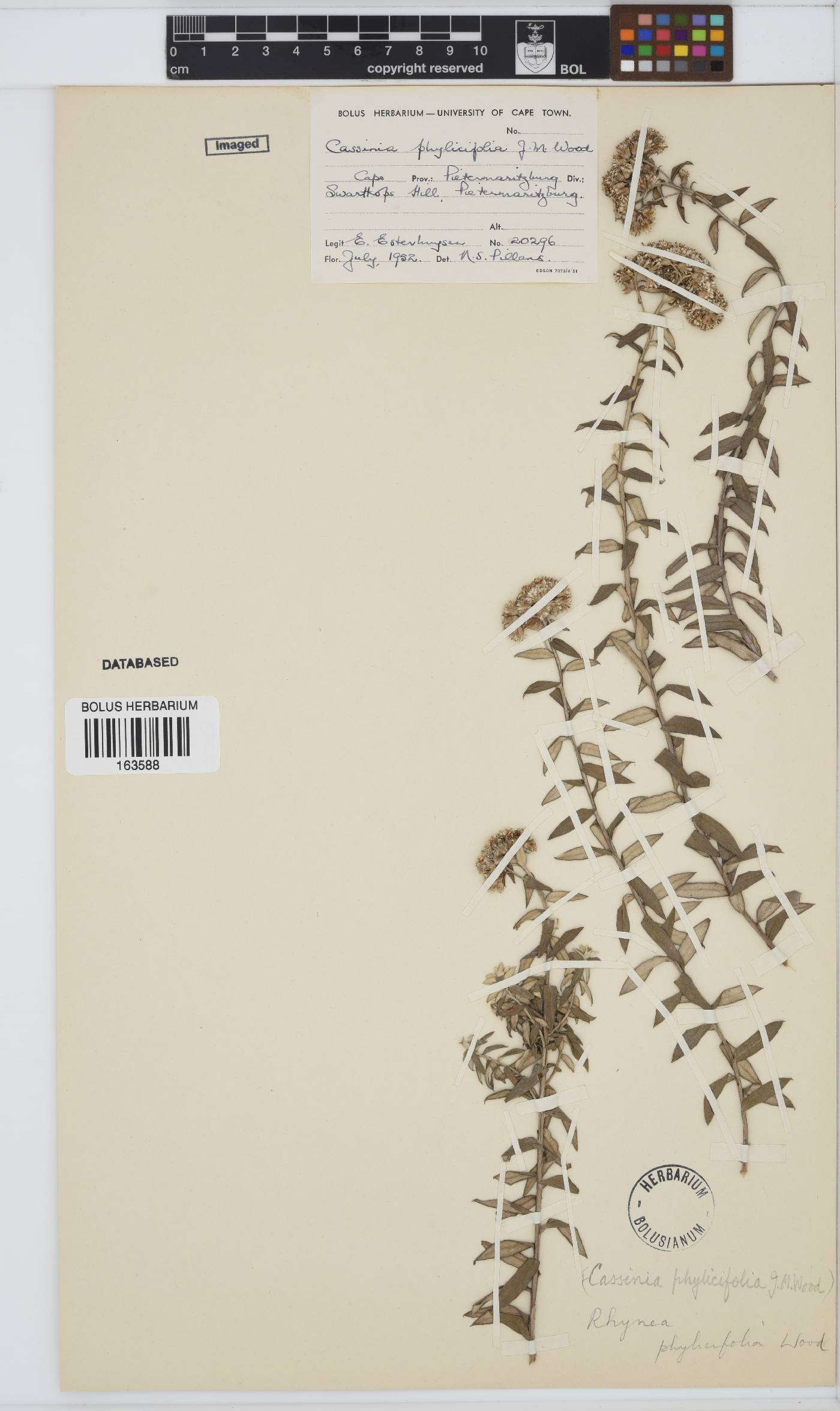 Tenrhynea phylicifolia image