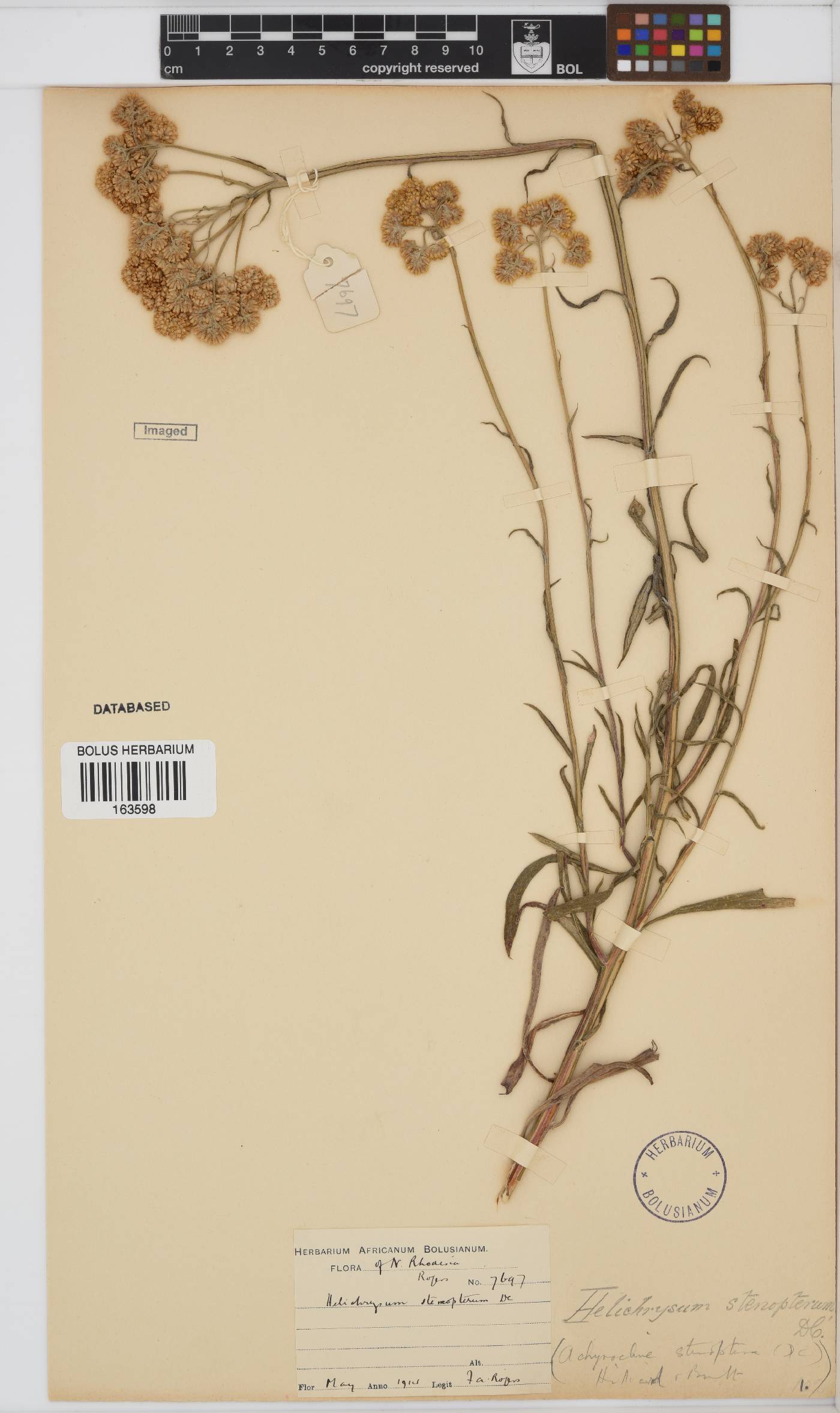 Helichrysum stenopterum image