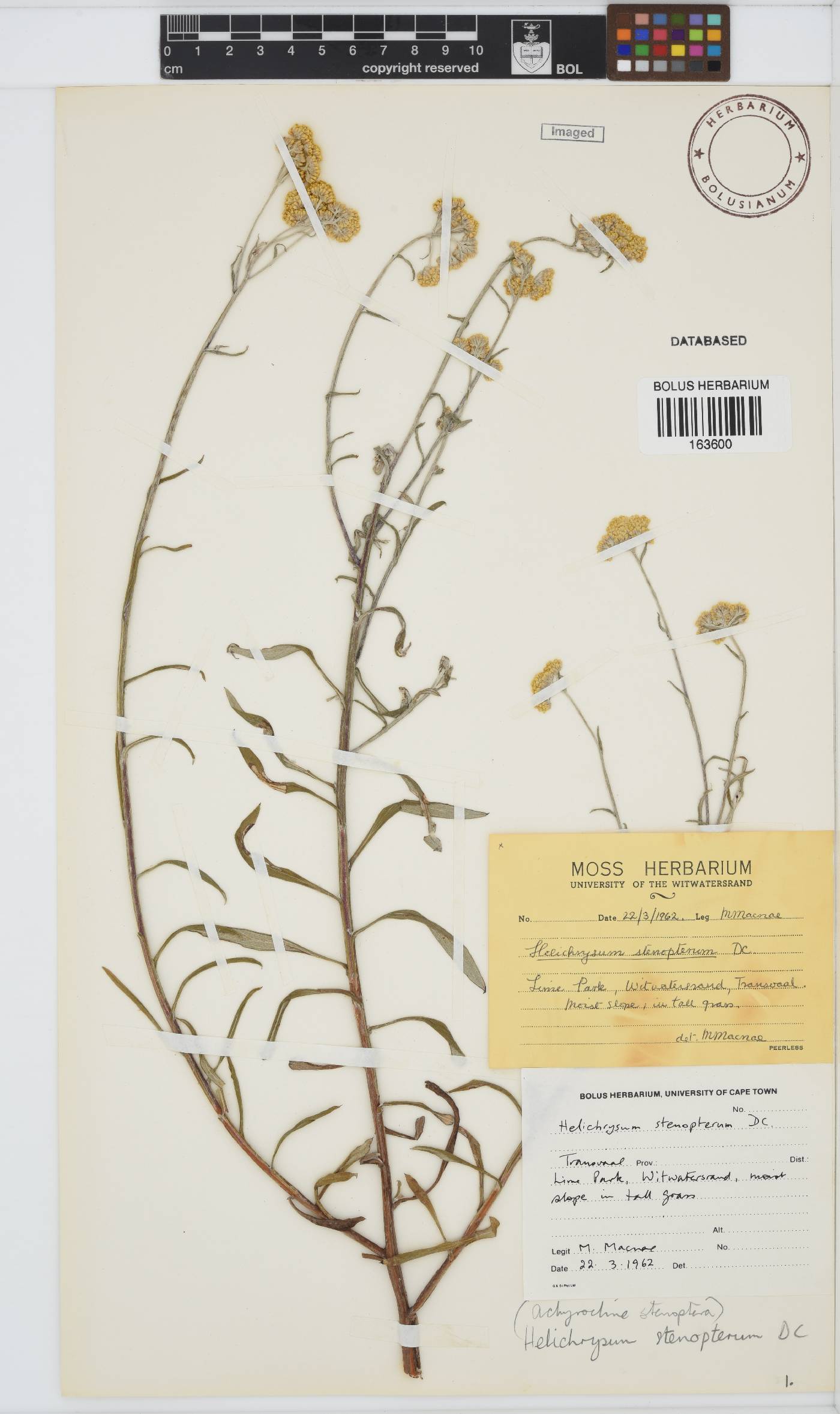 Helichrysum stenopterum image