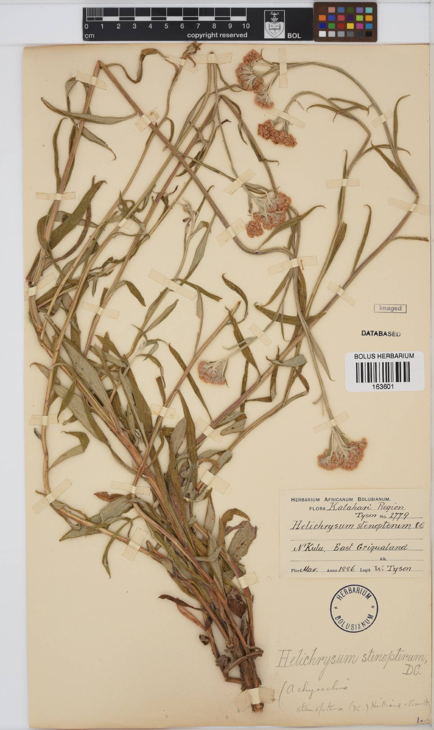 Helichrysum stenopterum image