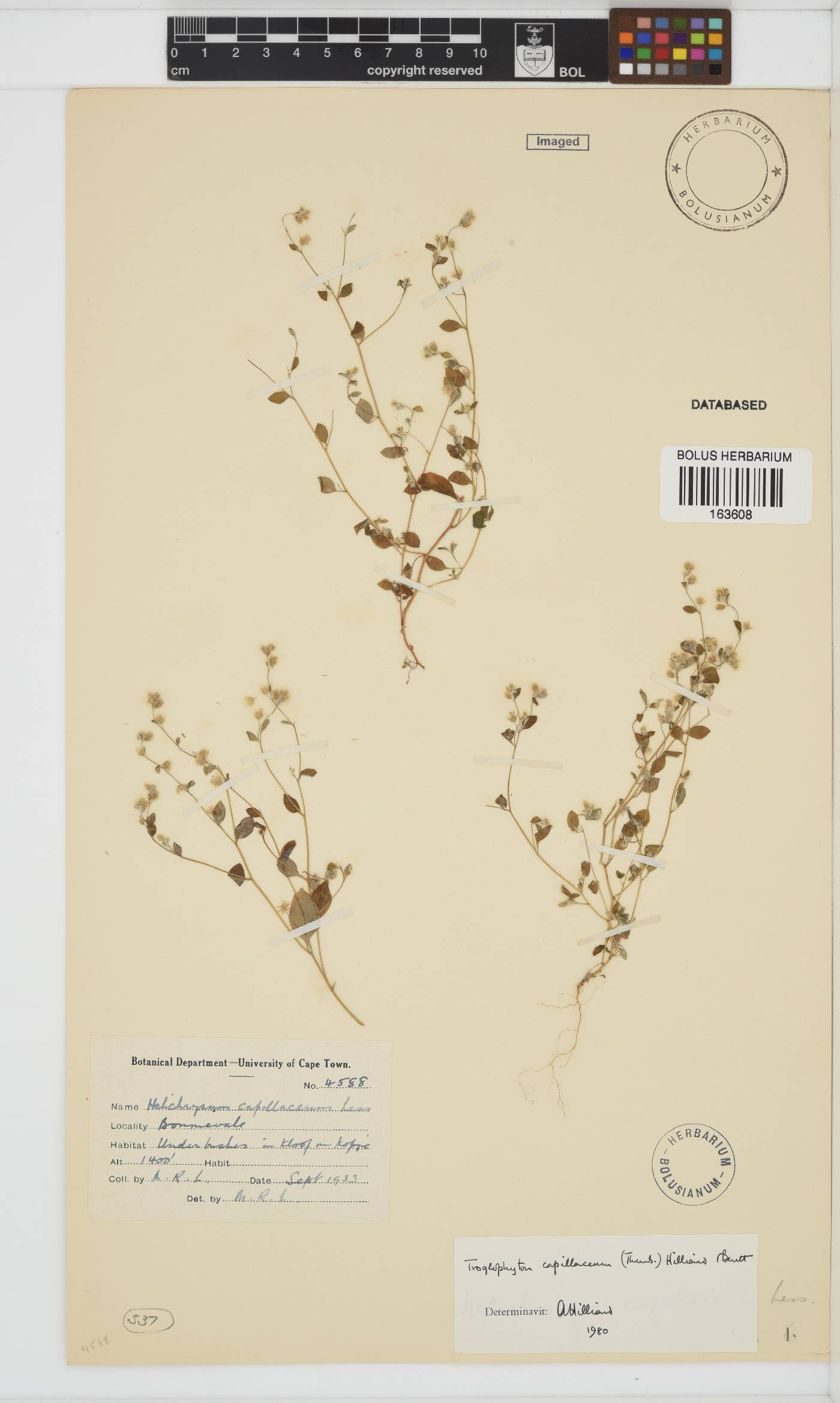 Troglophyton capillaceum image