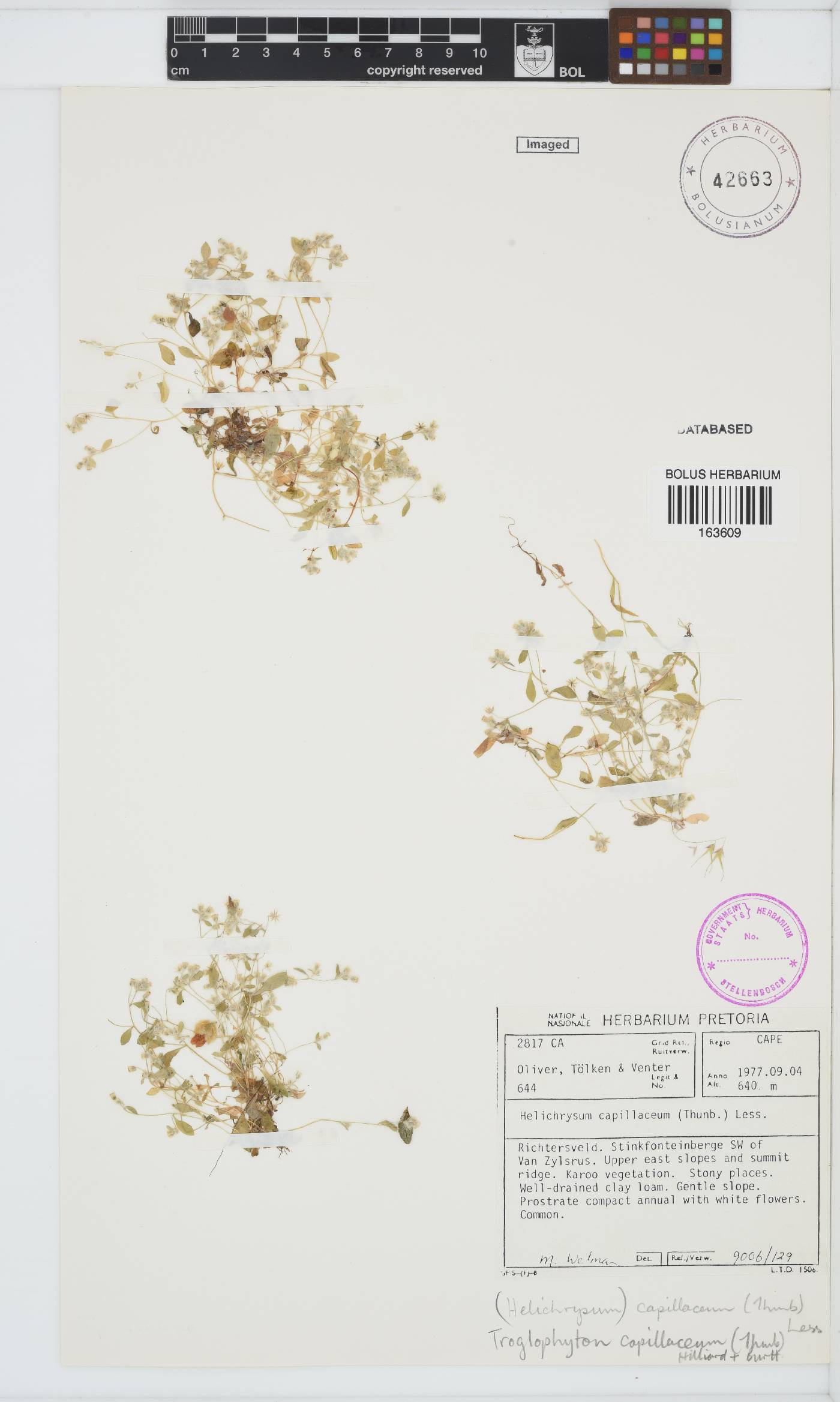 Troglophyton capillaceum image