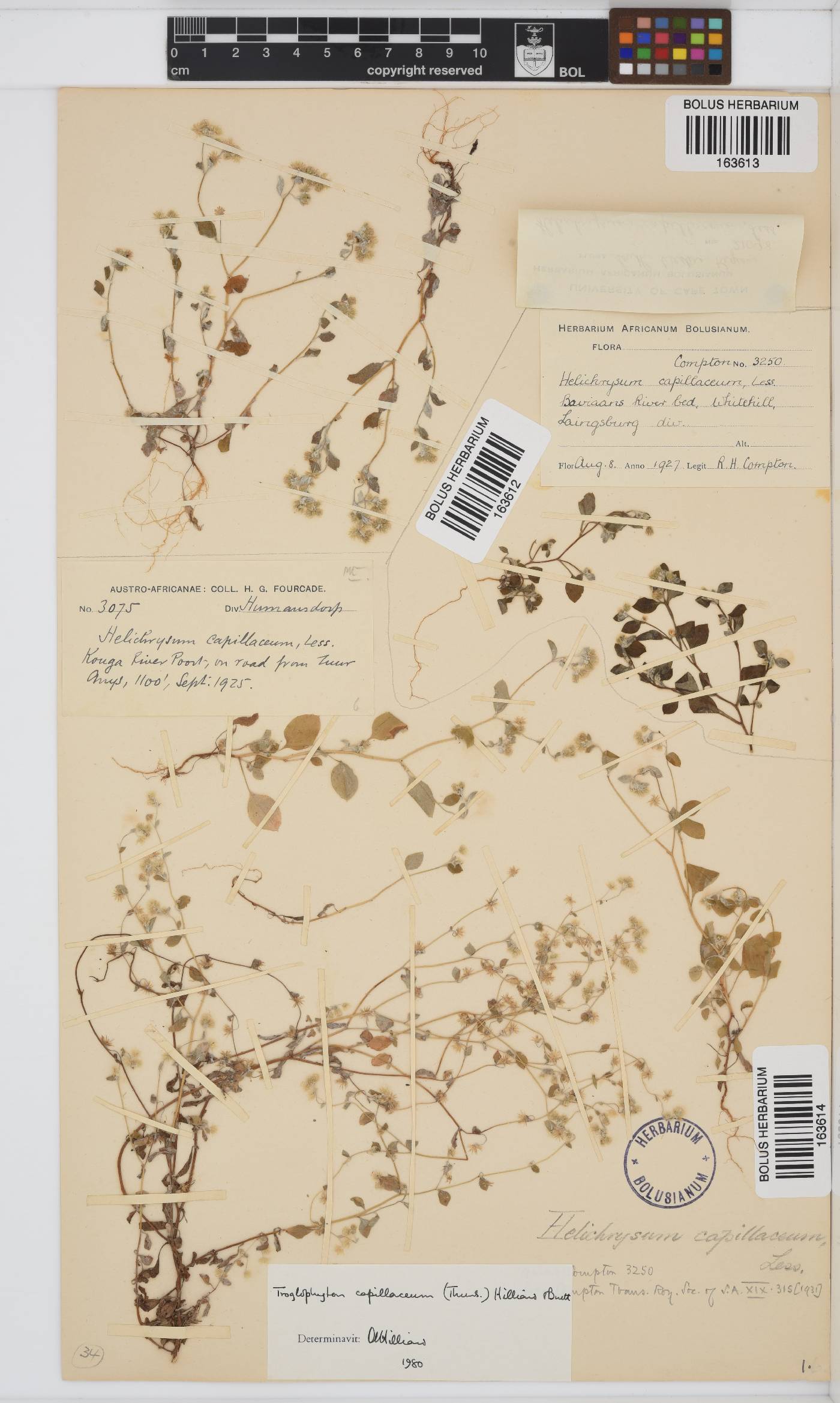 Troglophyton capillaceum image