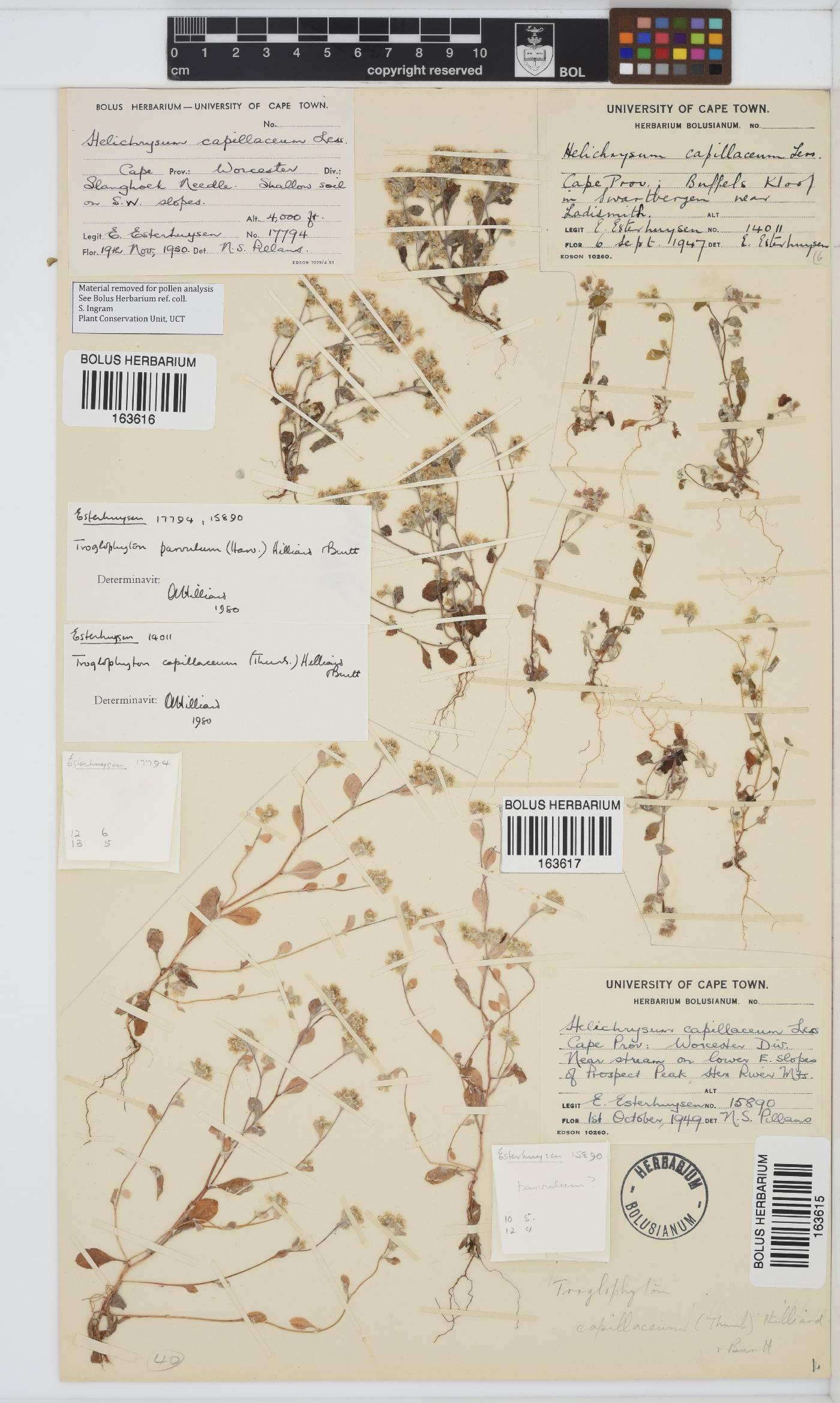 Troglophyton parvulum image