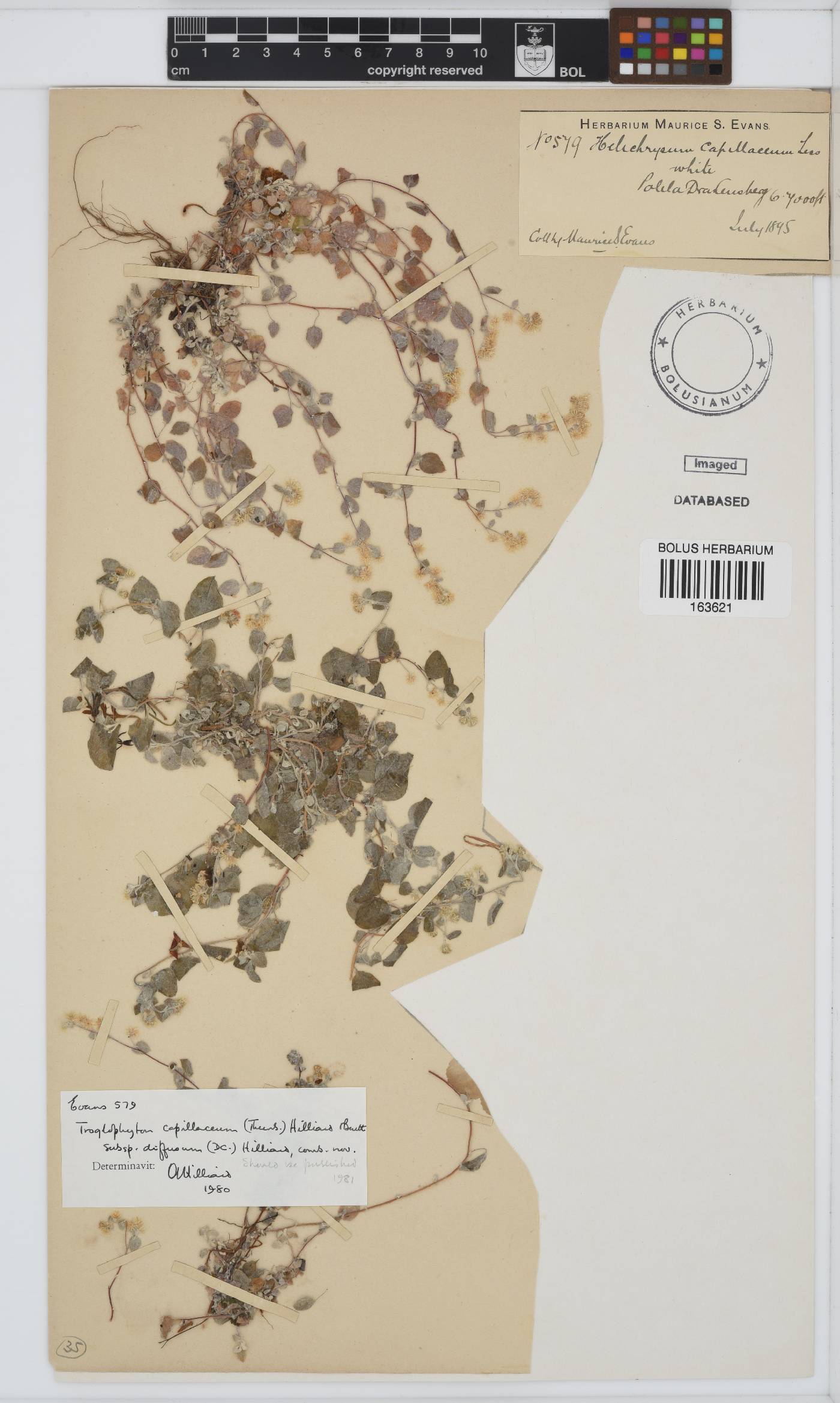 Troglophyton capillaceum subsp. diffusum image