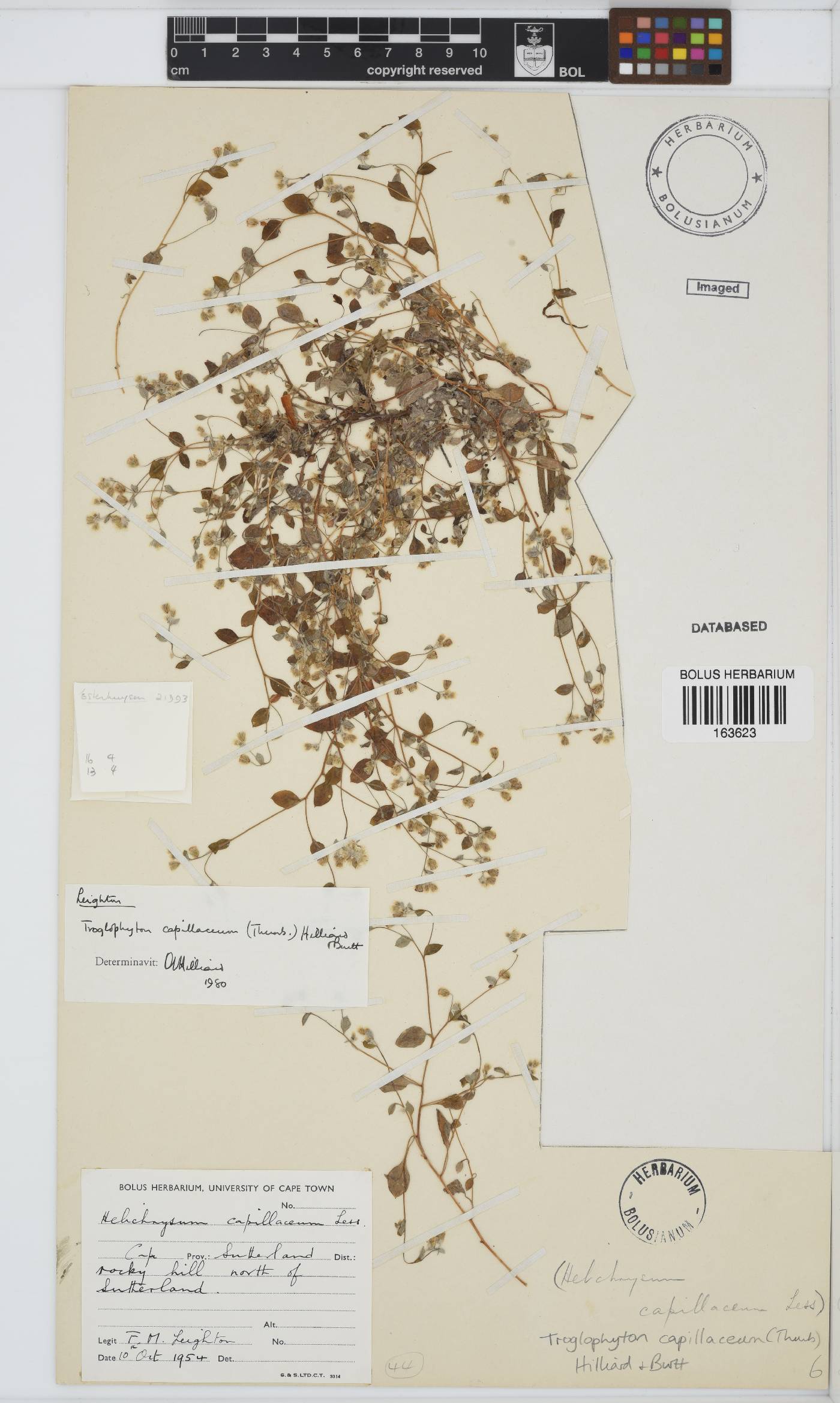 Troglophyton capillaceum image