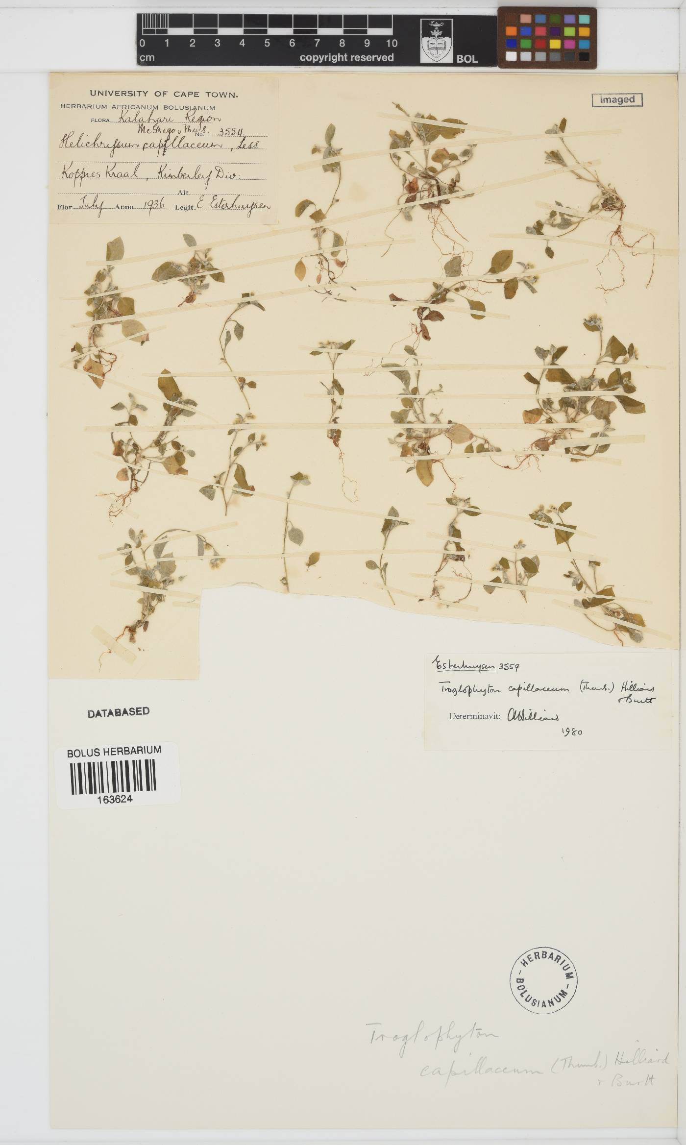 Troglophyton capillaceum image