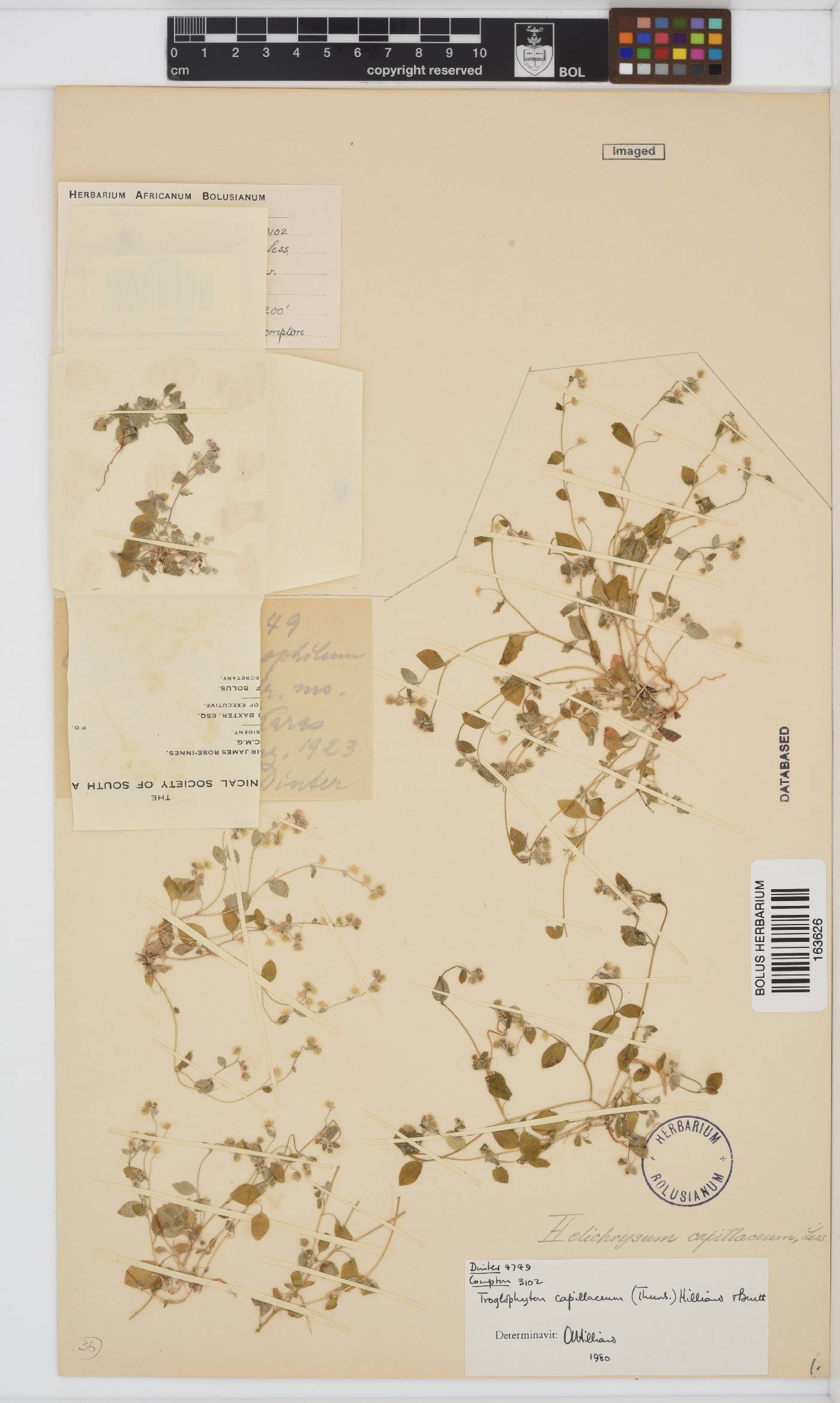 Troglophyton image