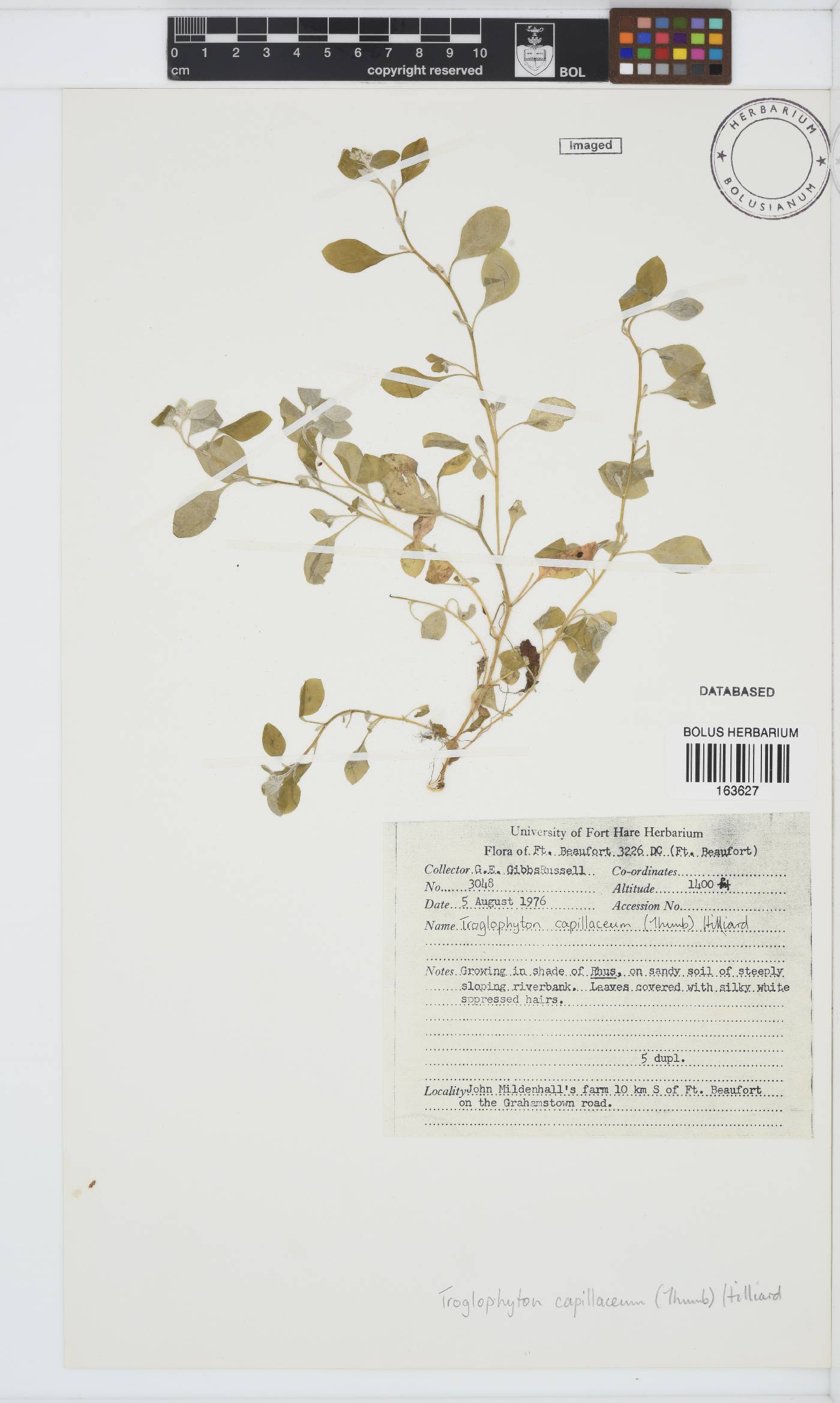 Troglophyton capillaceum image