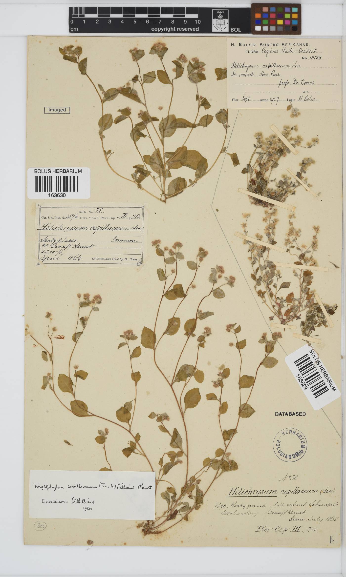 Troglophyton capillaceum image