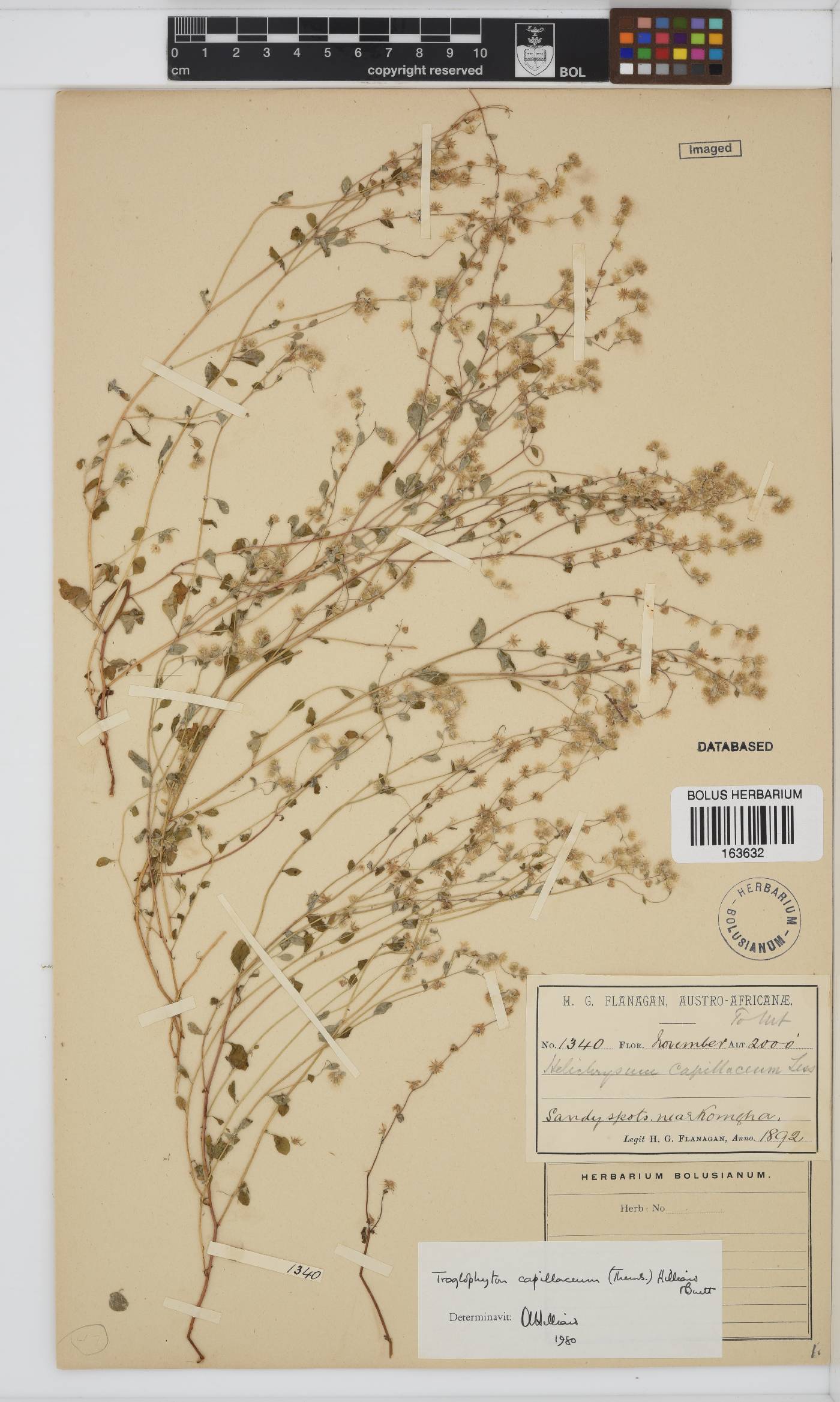 Troglophyton capillaceum image