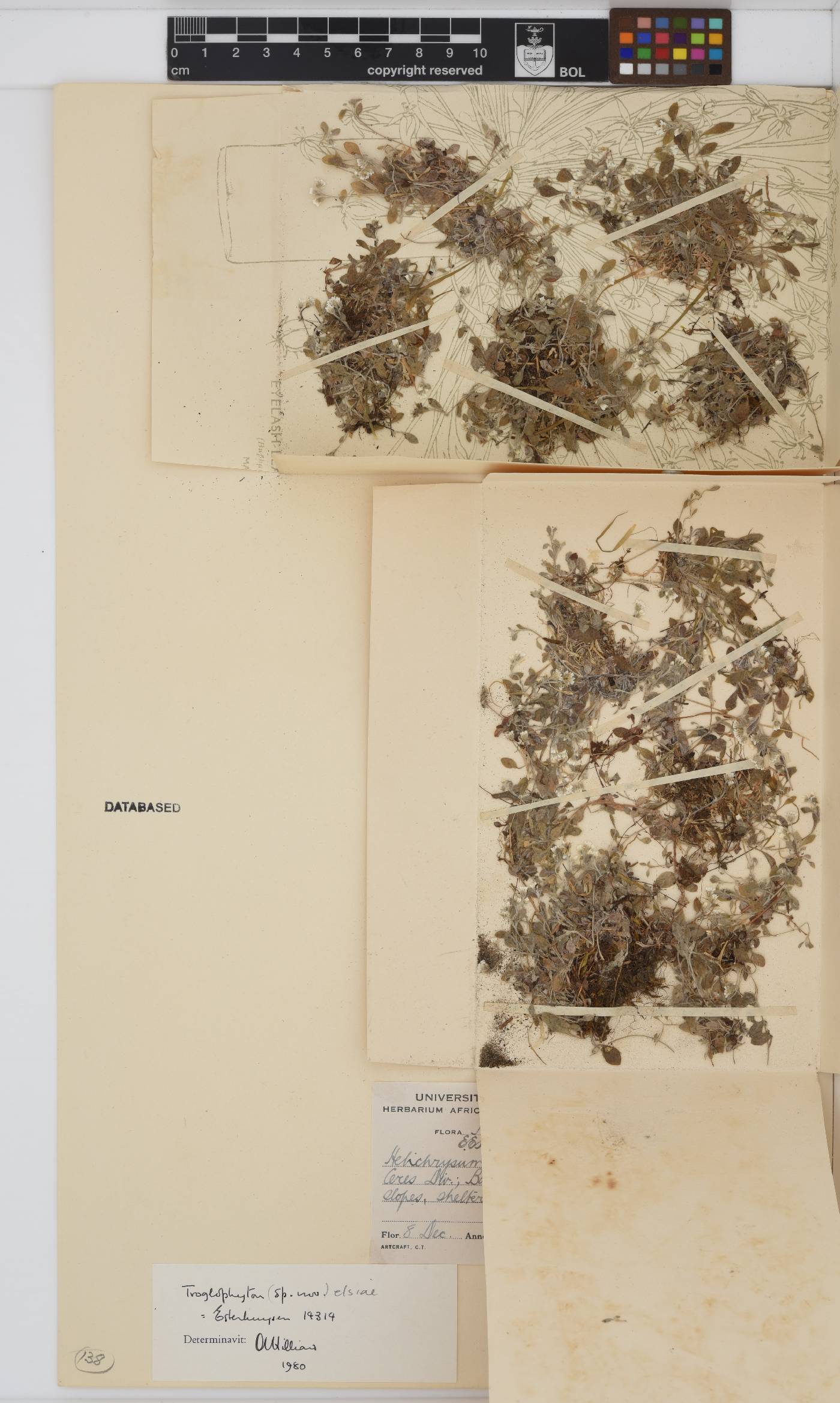 Troglophyton elsiae image