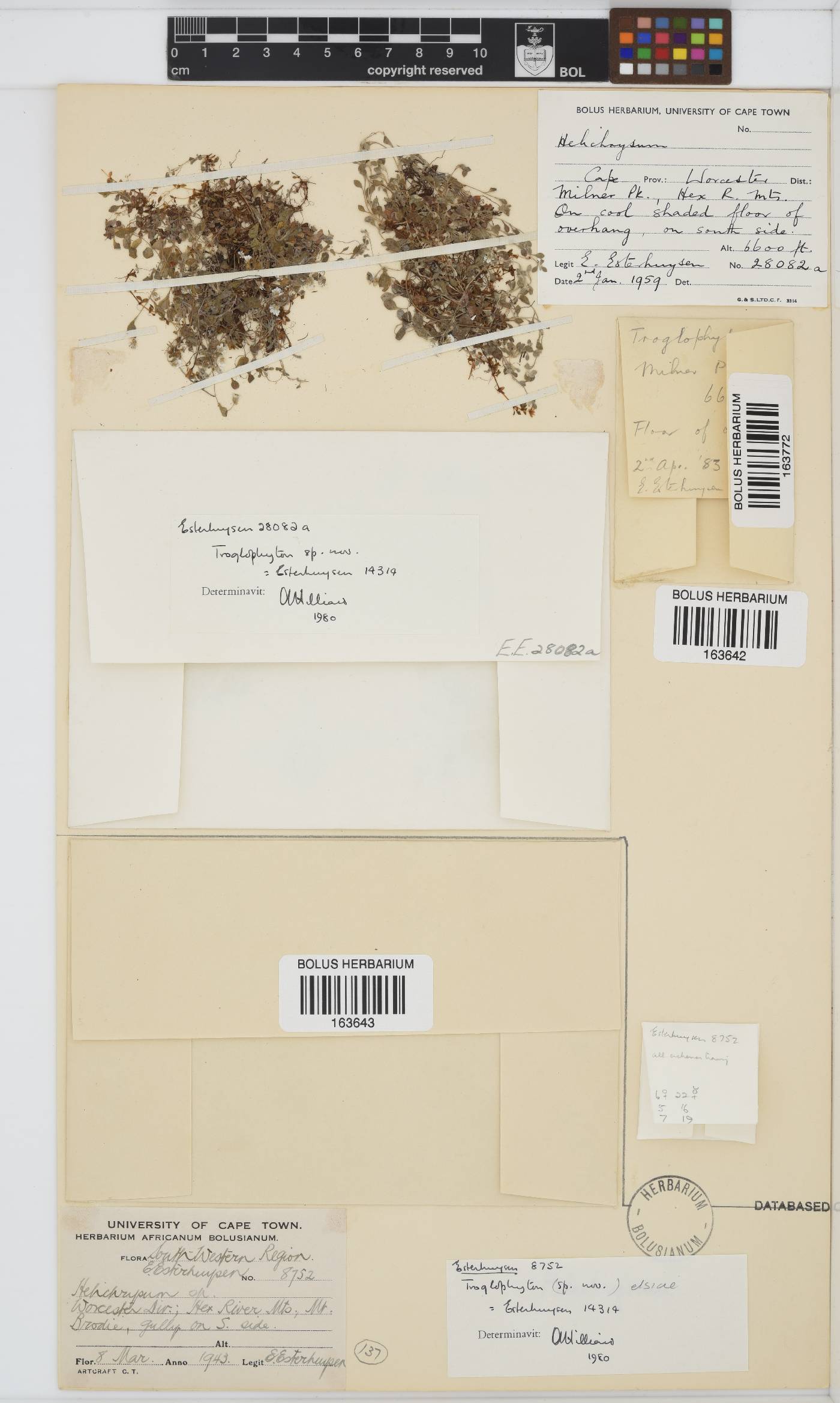 Troglophyton elsiae image