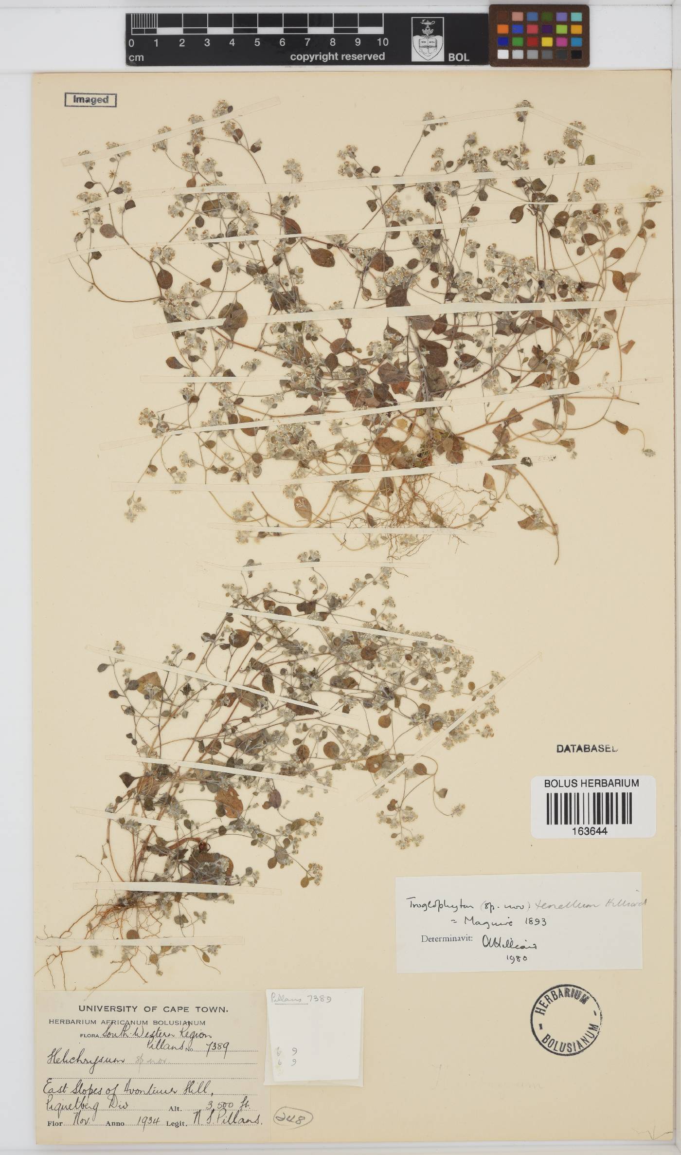 Troglophyton tenellum image