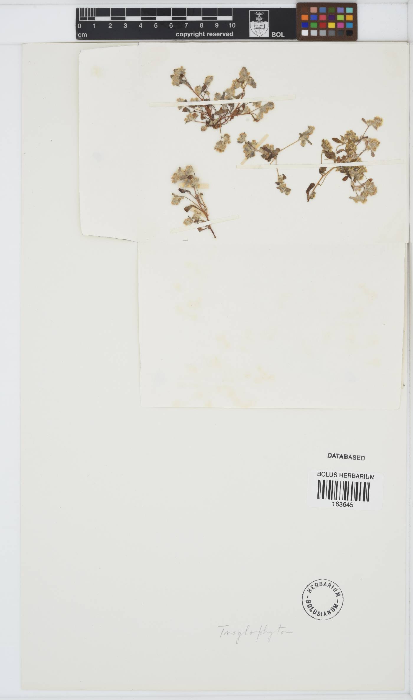 Troglophyton tenellum image