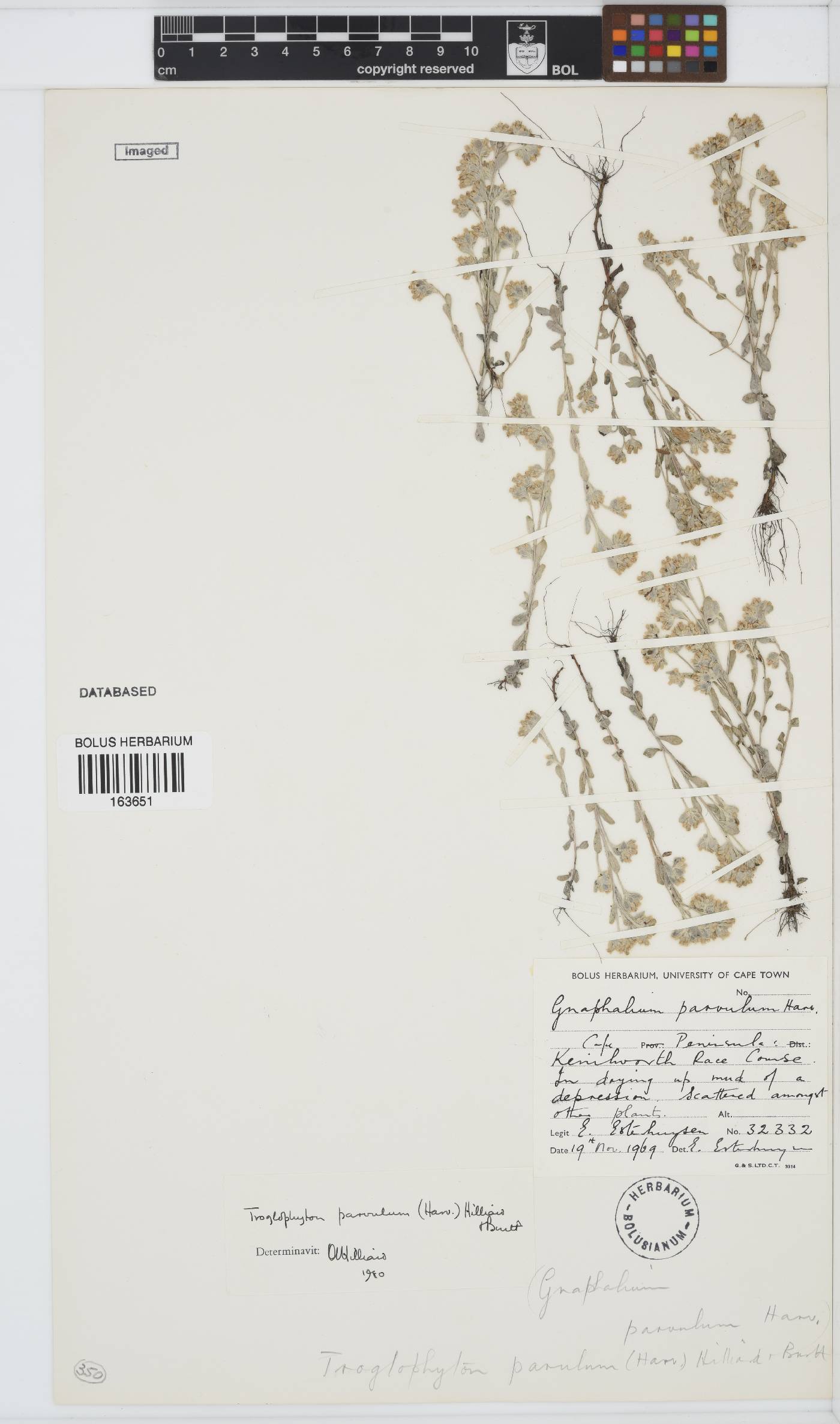 Troglophyton parvulum image