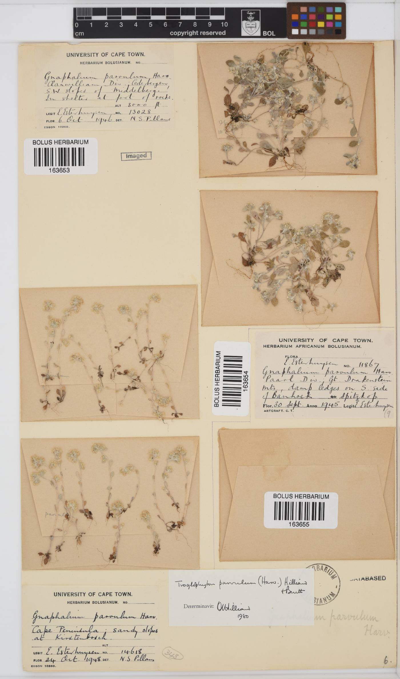 Troglophyton parvulum image
