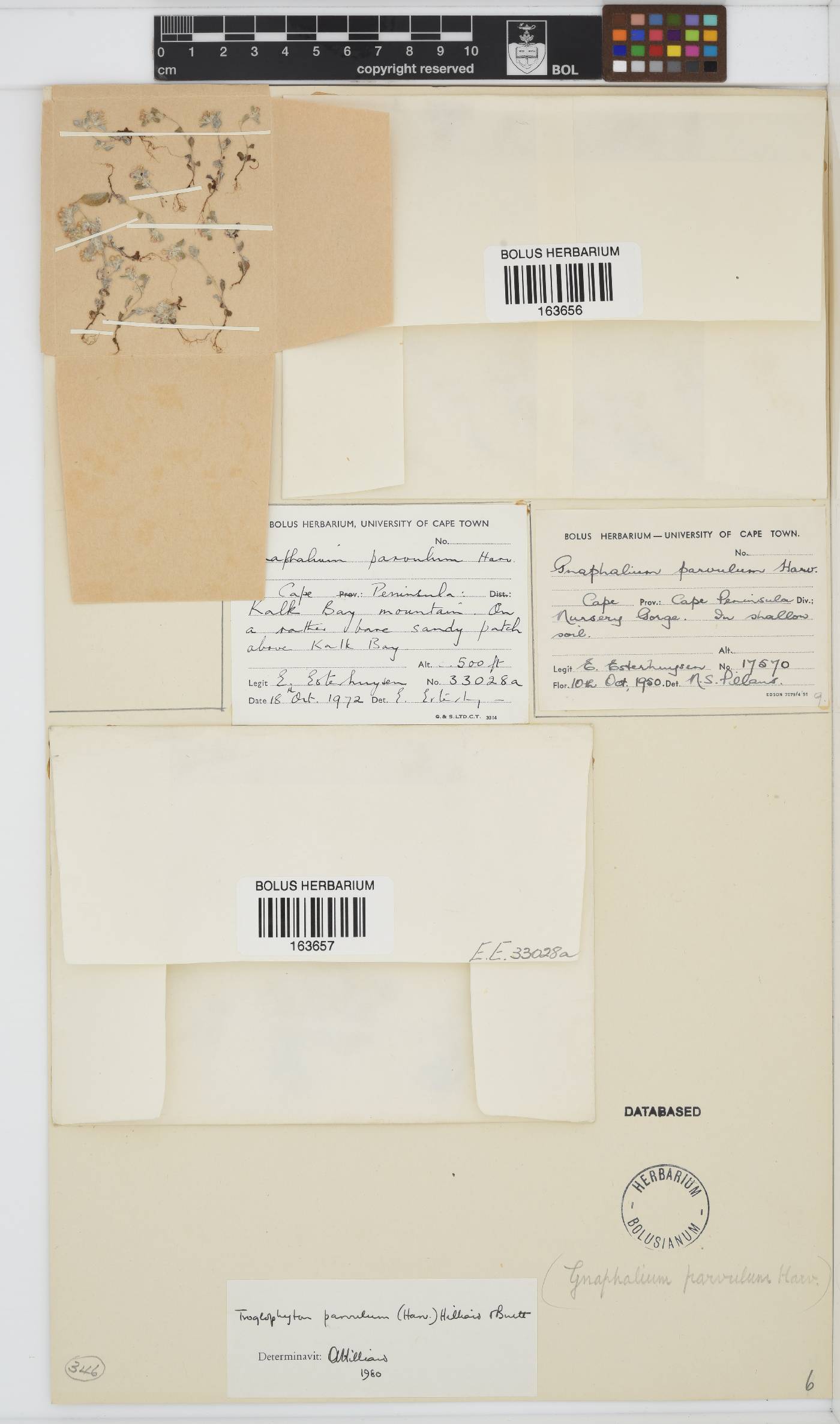 Troglophyton parvulum image