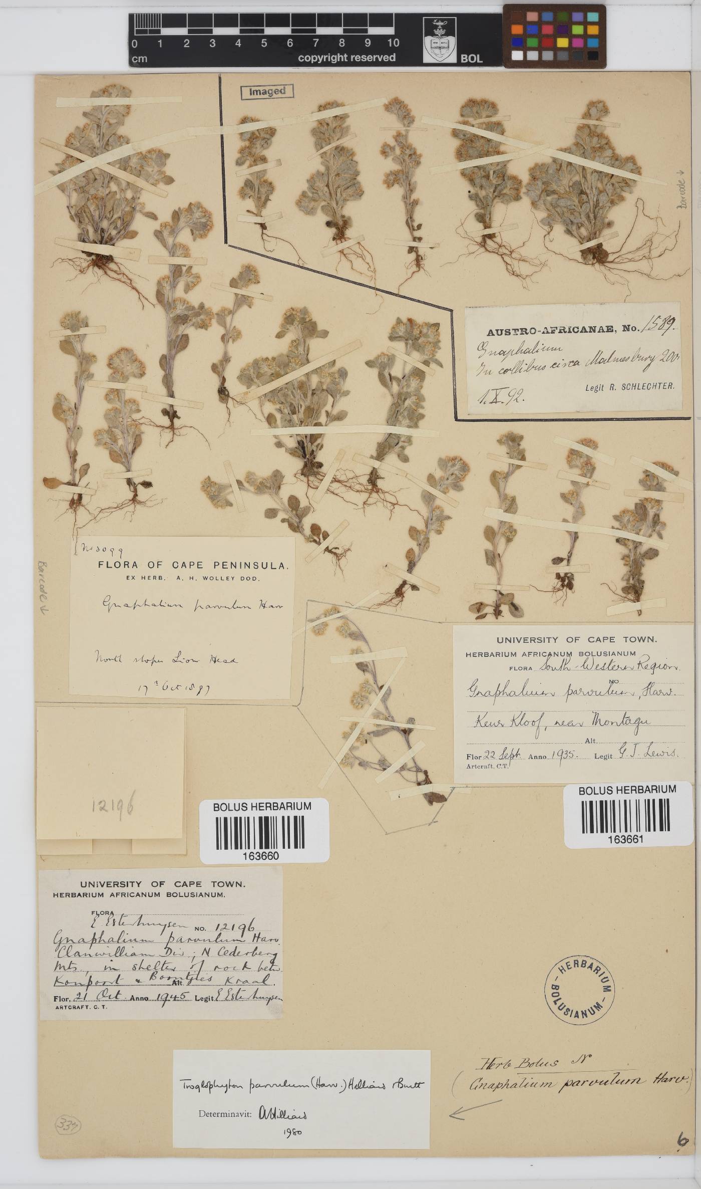 Troglophyton parvulum image
