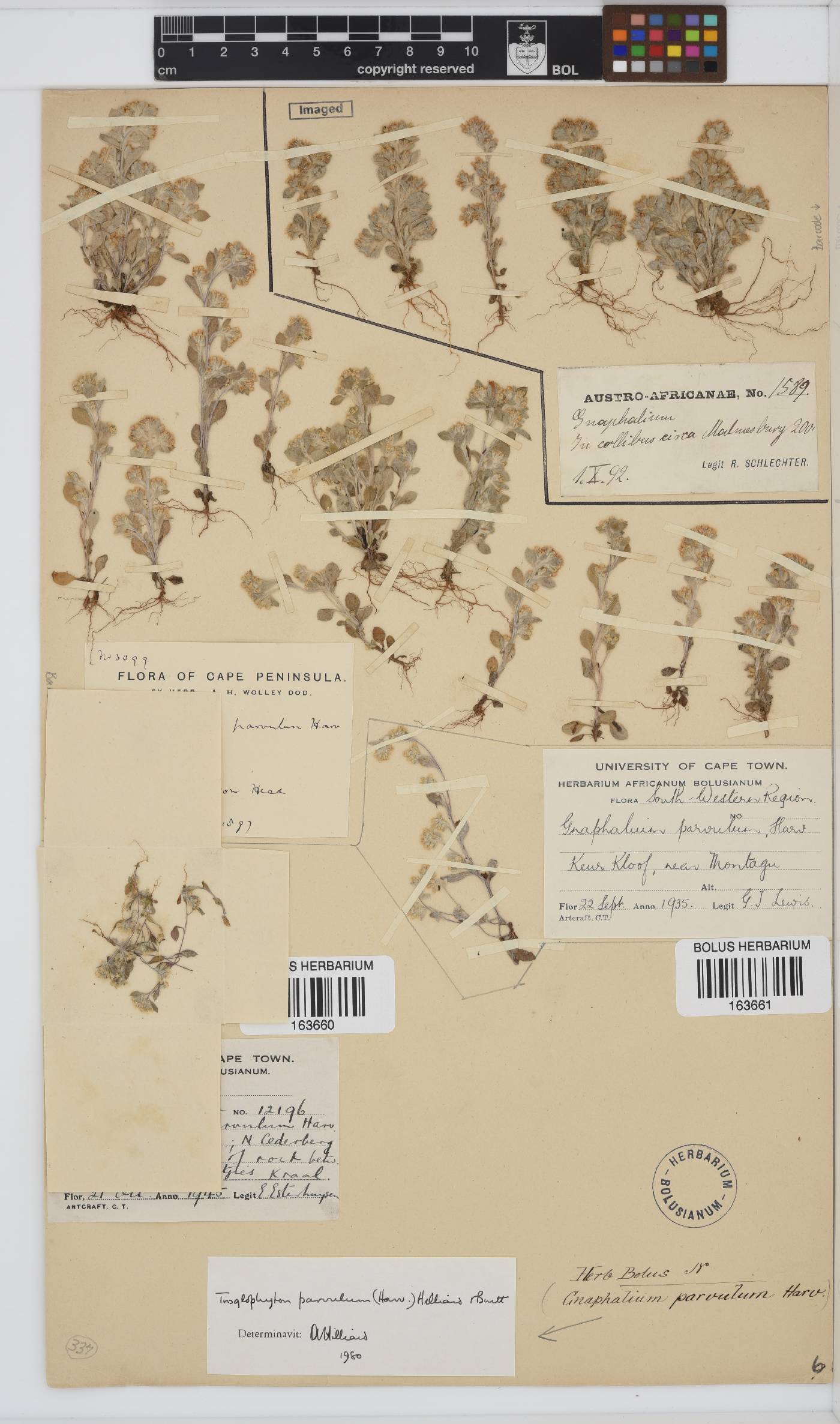 Troglophyton parvulum image
