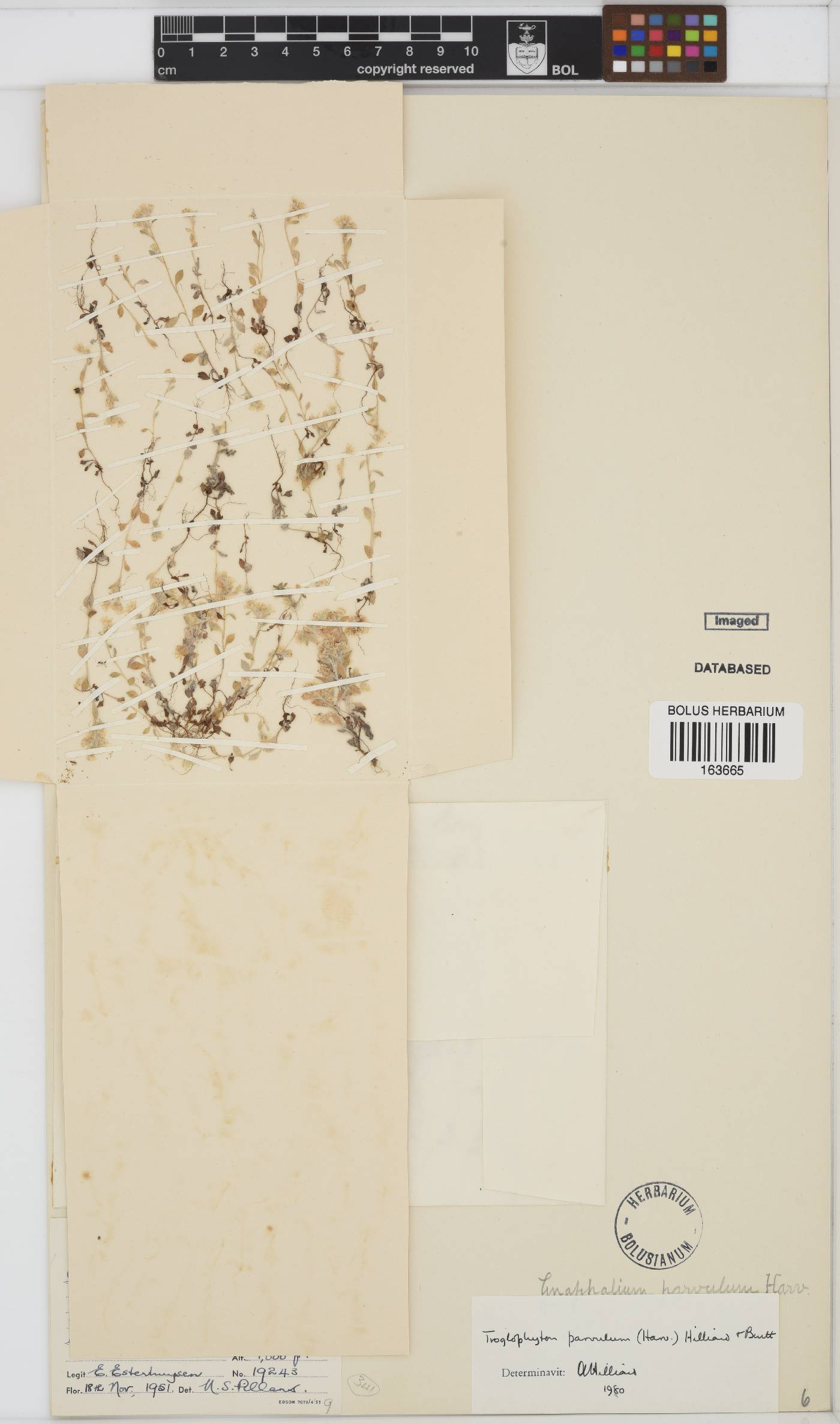 Troglophyton parvulum image