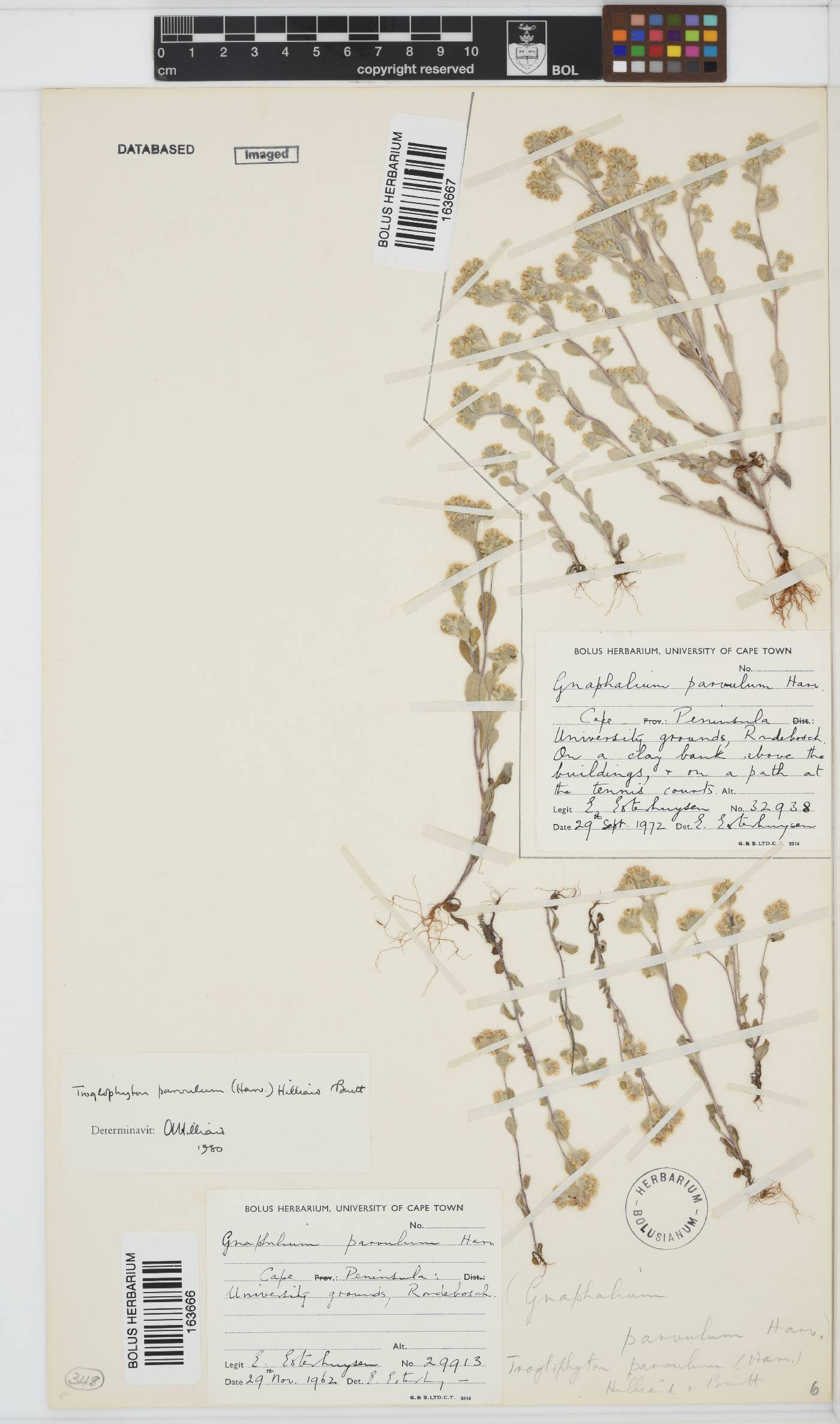 Troglophyton parvulum image