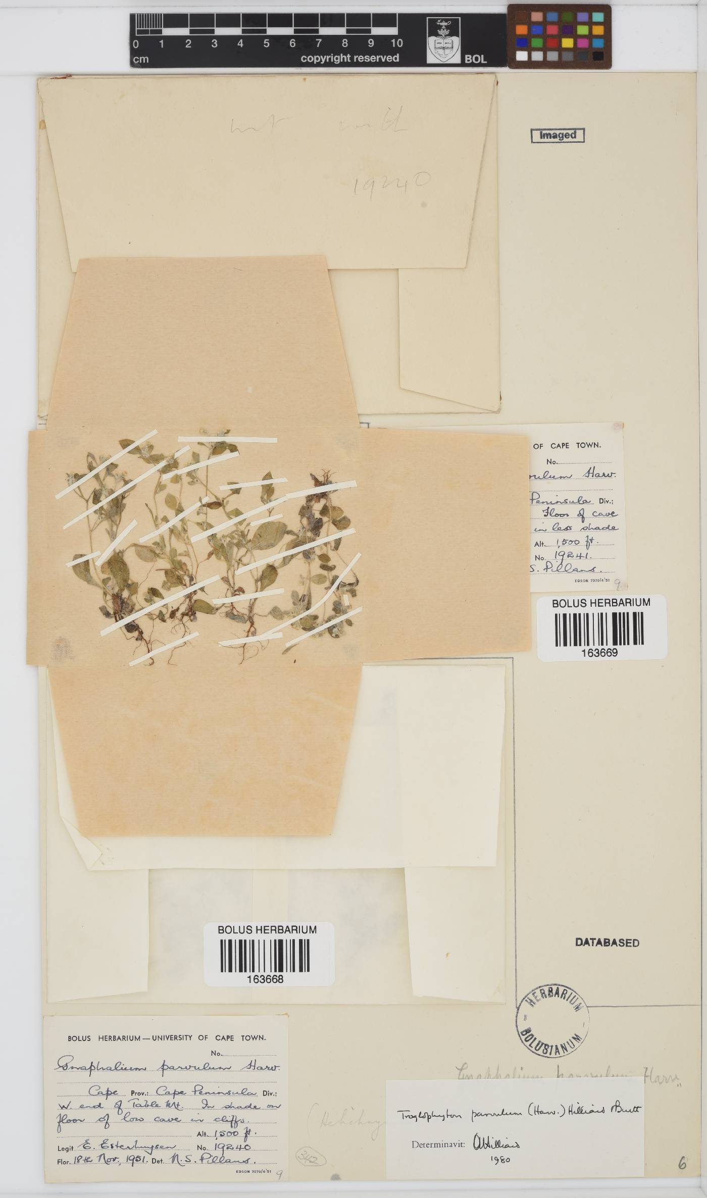 Troglophyton parvulum image