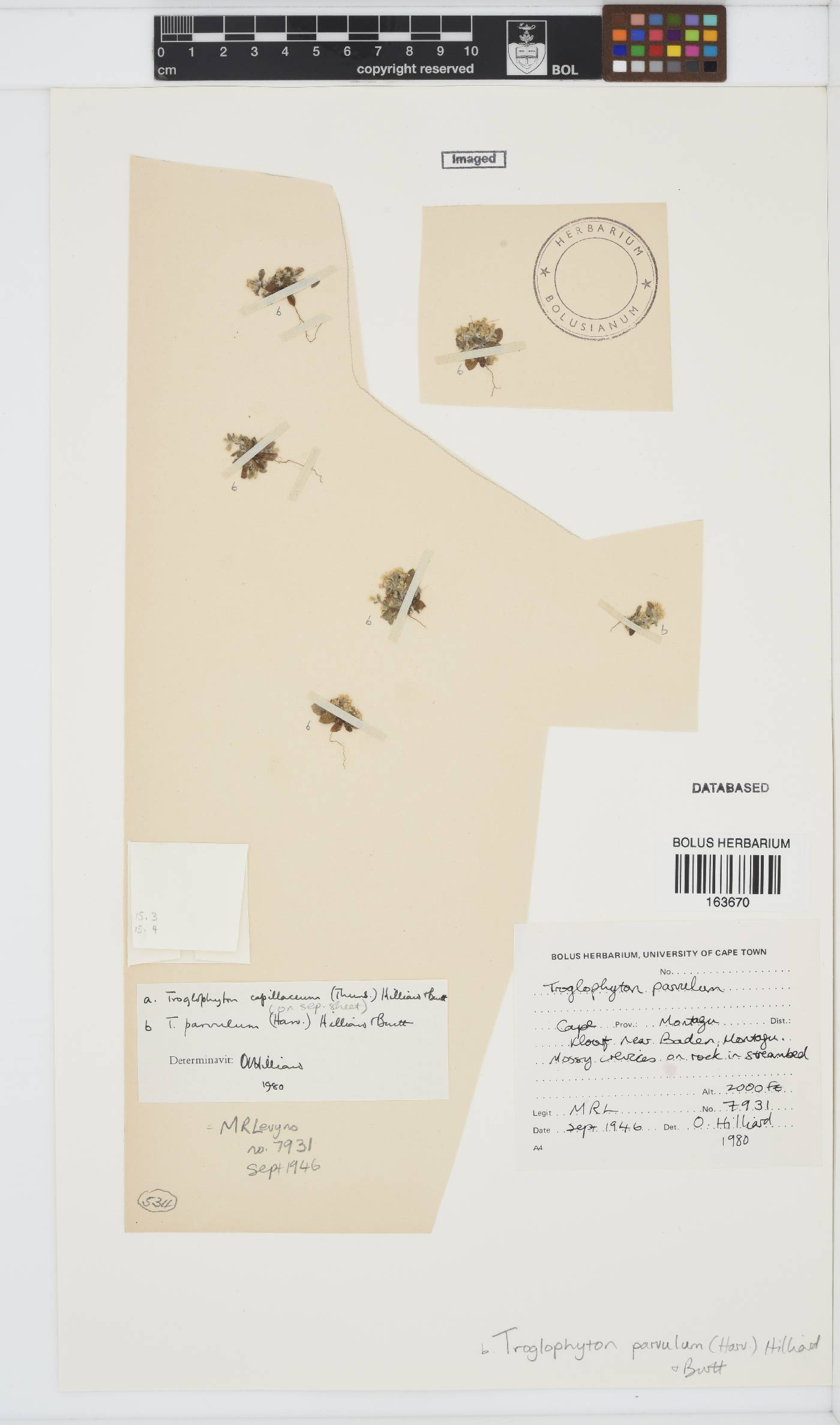 Troglophyton parvulum image