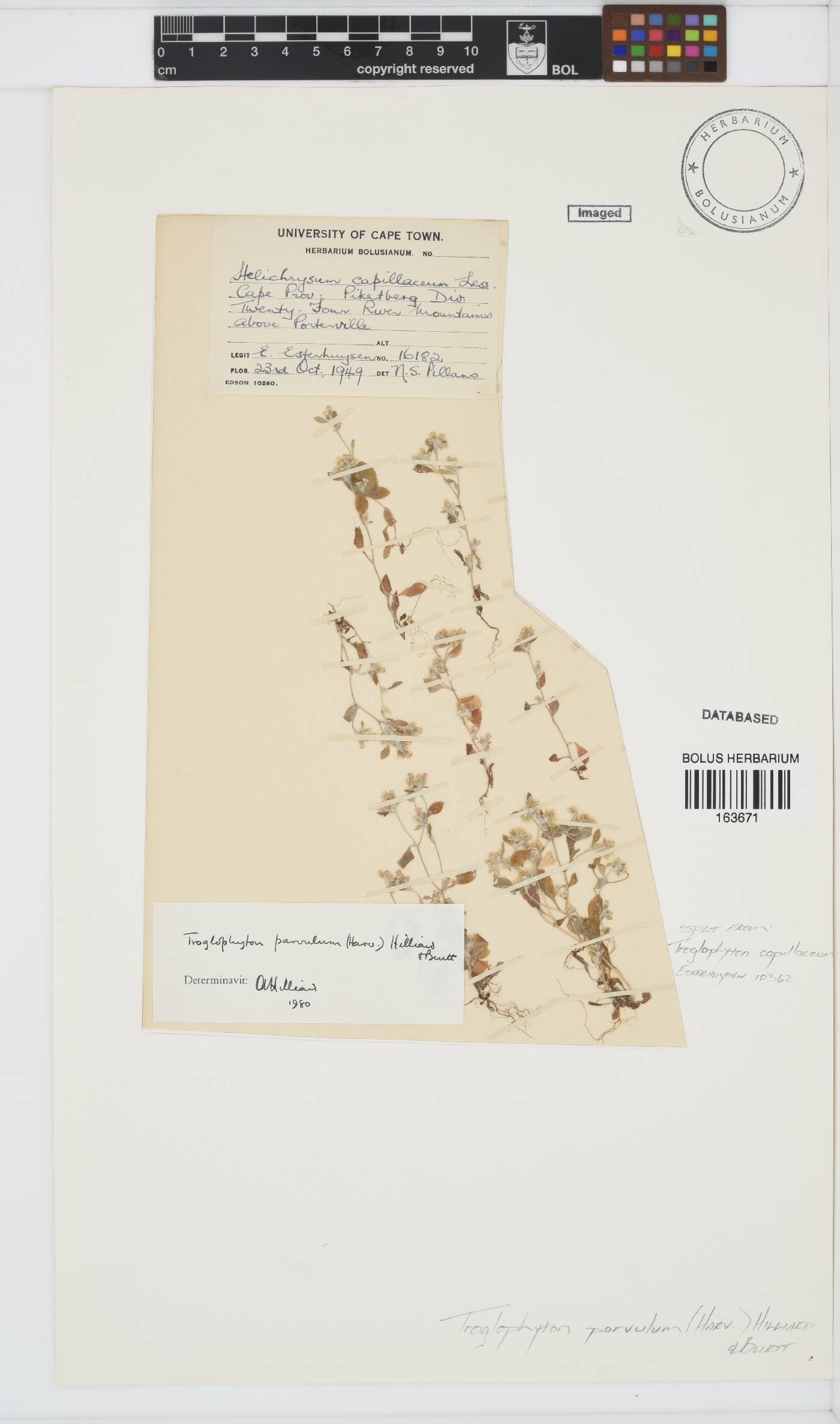 Troglophyton parvulum image