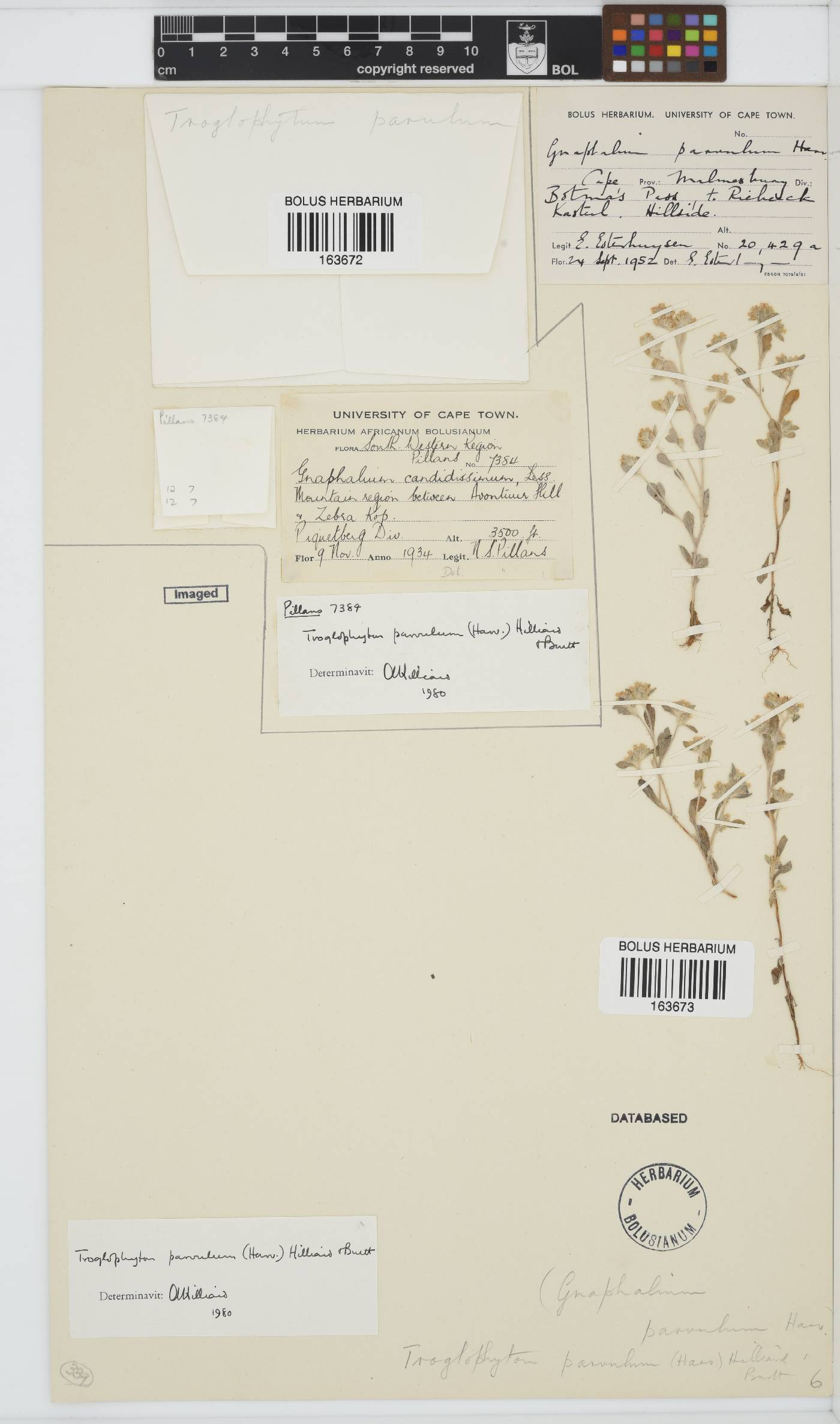 Troglophyton parvulum image