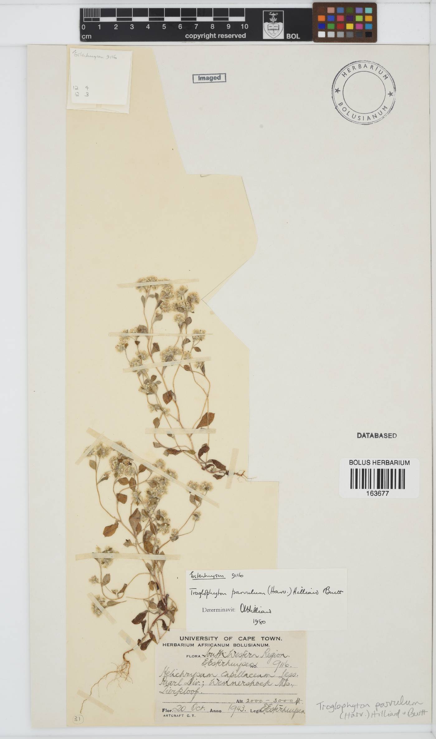 Troglophyton parvulum image