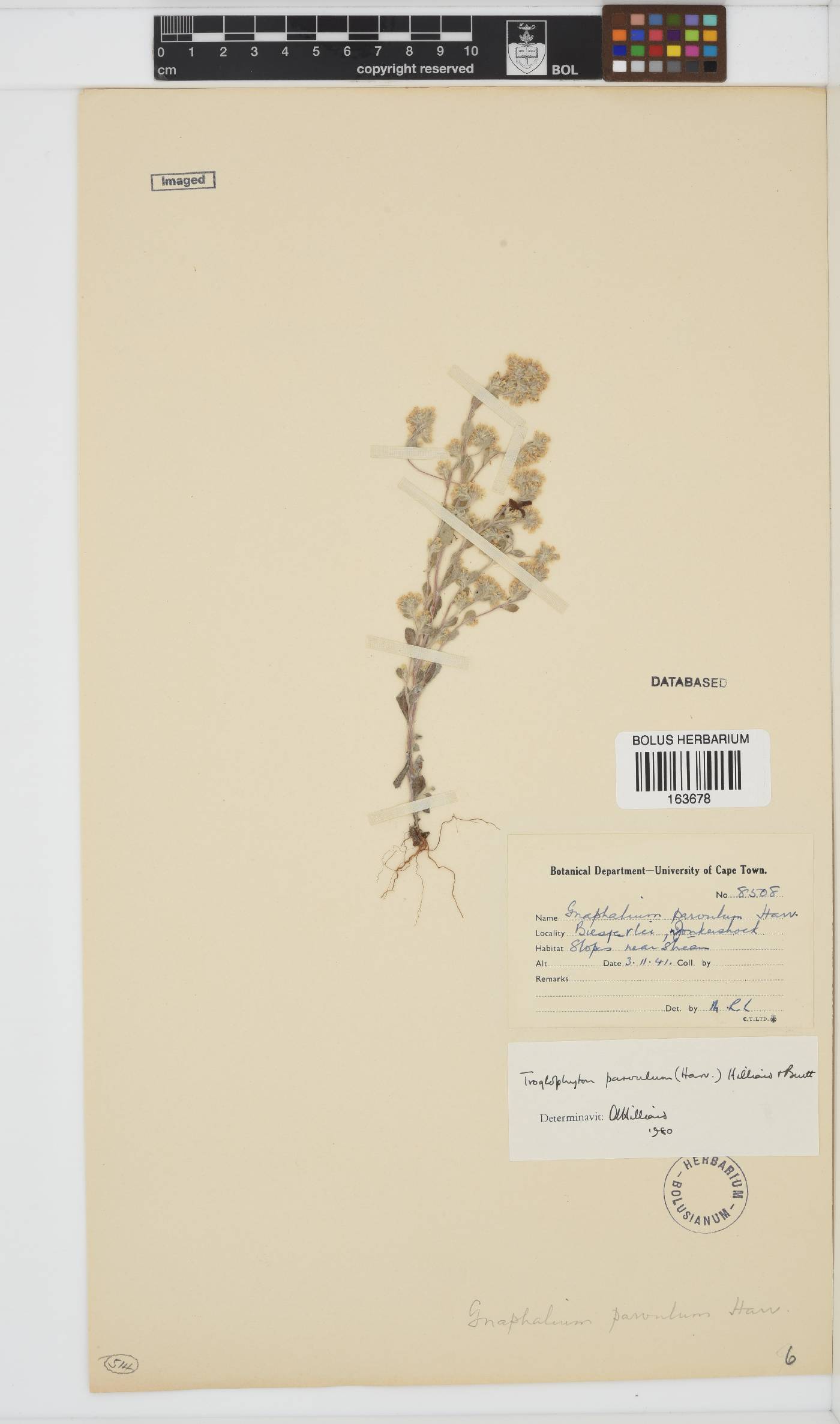 Troglophyton parvulum image