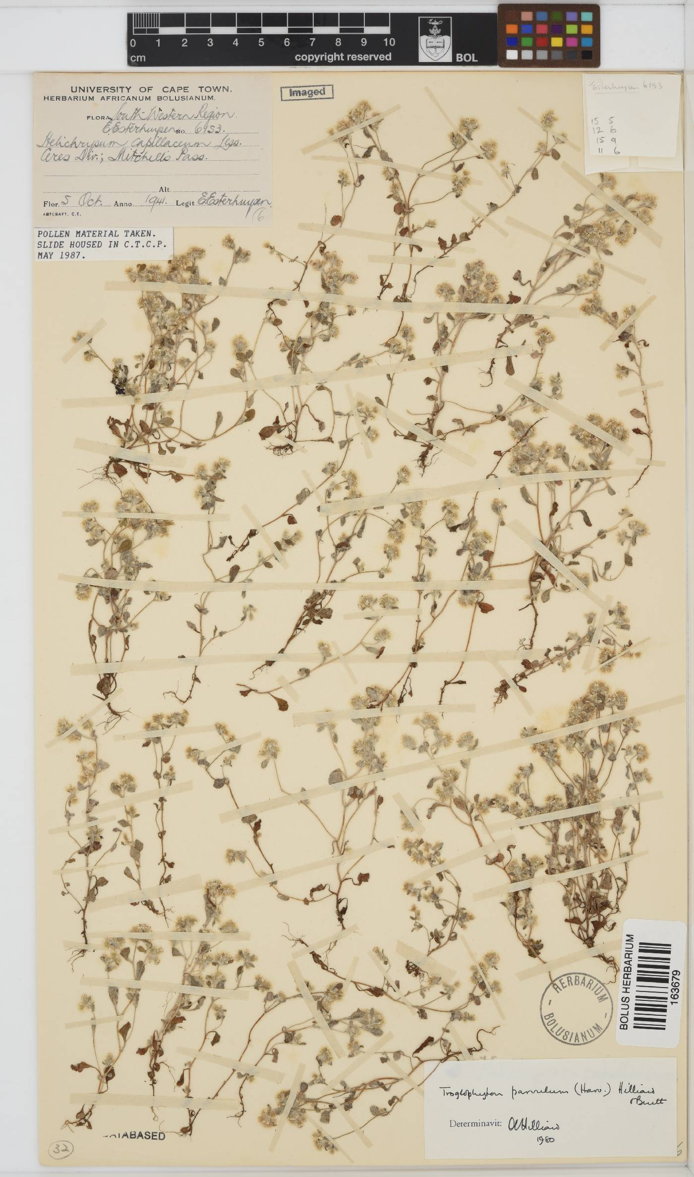 Troglophyton parvulum image