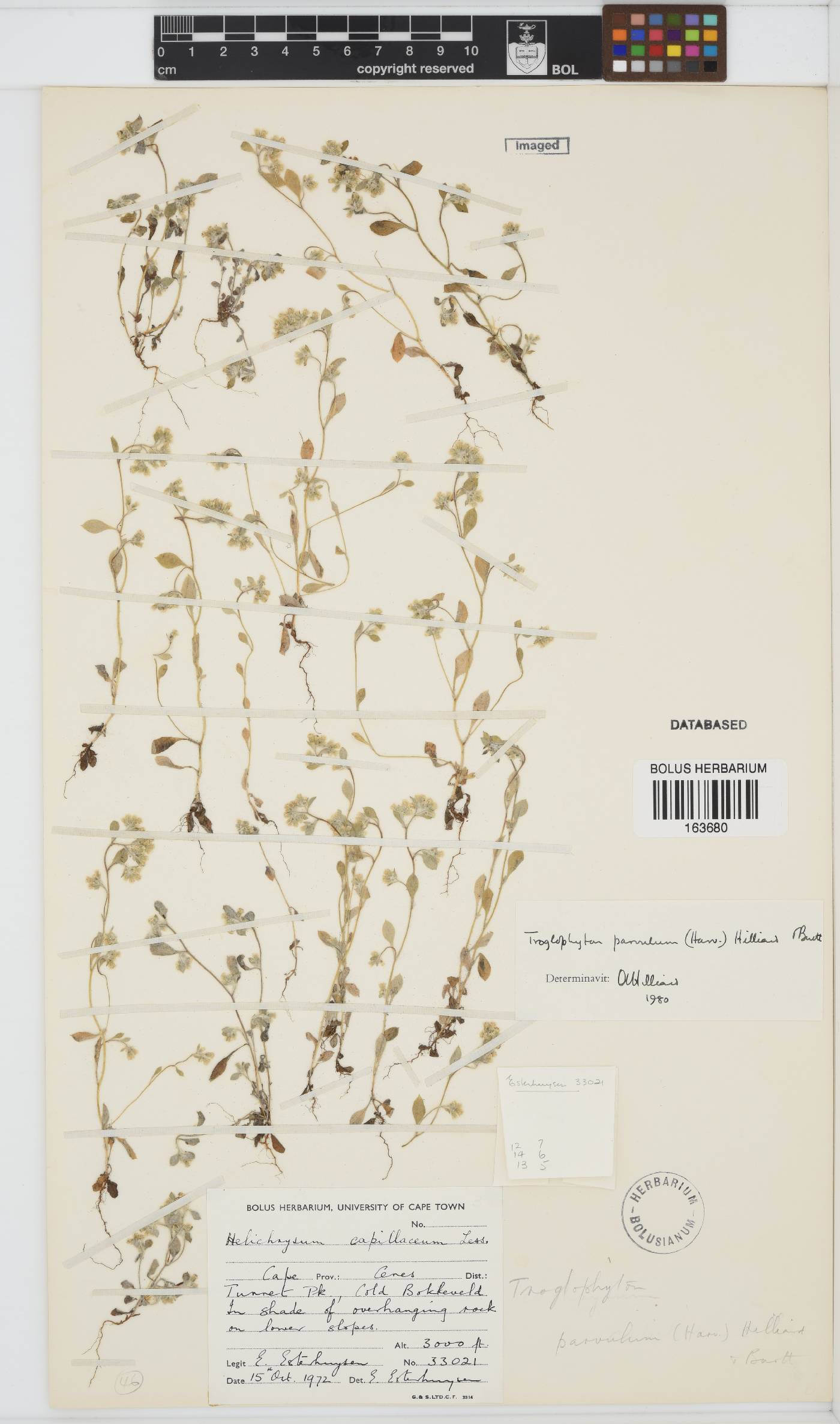Troglophyton parvulum image