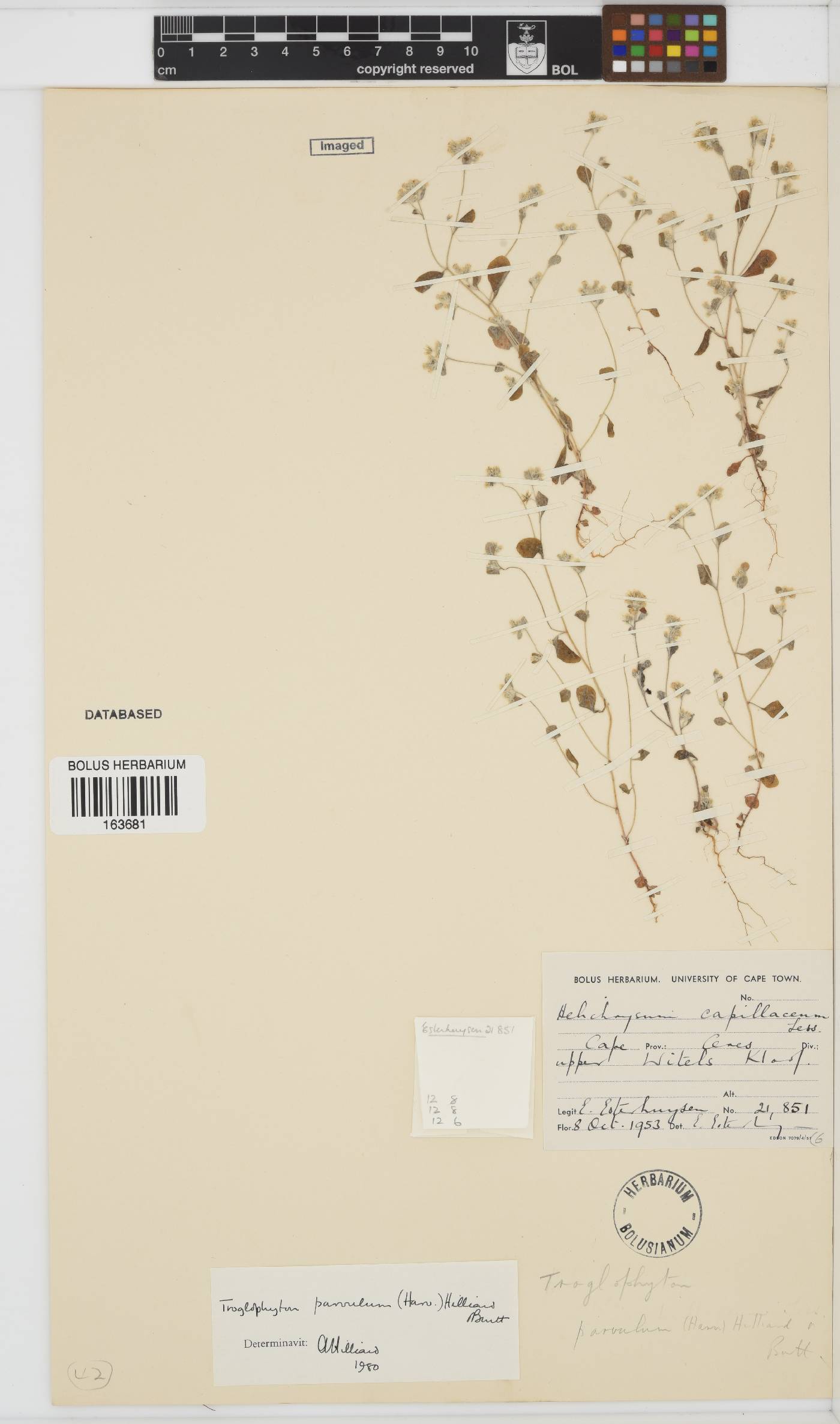 Troglophyton parvulum image