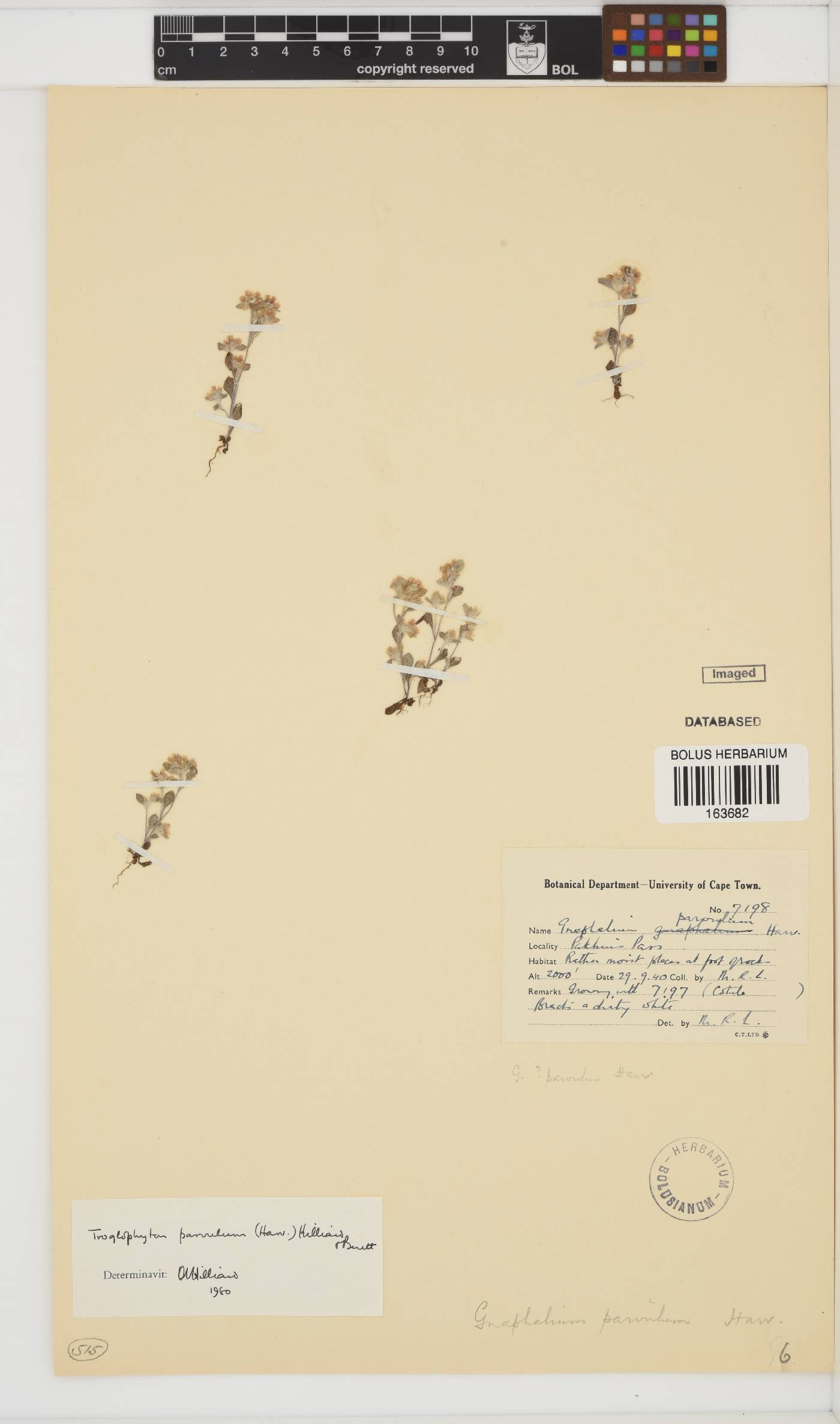 Troglophyton parvulum image